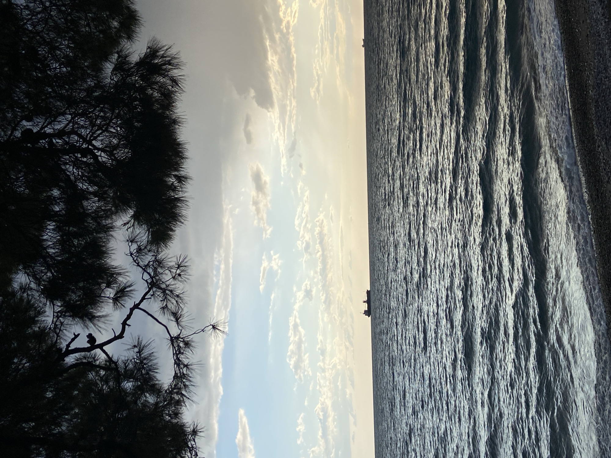 The image, viewed in its natural landscape orientation, captures a tranquil coastal scene during either sunrise or sunset, looking out over the sea from a tree-lined shore in Bar, Montenegro.
On the left, a large pine tree is silhouetted against the sky, its dark, needle-covered branches forming an intricate pattern. A small, dark shape, possibly a bird, is perched on one of the tree's branches. The foreground leads into the sea, which occupies the lower half of the frame, extending towards a distant horizon. The water's surface is textured with countless small ripples and waves, reflecting the ambient light in shimmering streaks of silver and gray.
A clear horizon line separates the calm sea from the vast sky. On the horizon, slightly to the right of the center, a dark, silhouetted vessel, possibly a ship or a large boat, is visible against the brighter sky. The sky above is a canvas of soft blues, grays, and warm, golden hues, indicative of the low sun. Scattered cumulus clouds are illuminated from behind, creating a dramatic and picturesque effect.
The scene is devoid of any human activity or visible text, conveying a sense of peace and natural beauty. The lighting suggests either early morning or late evening, contributing to the serene and contemplative mood of the seascape.