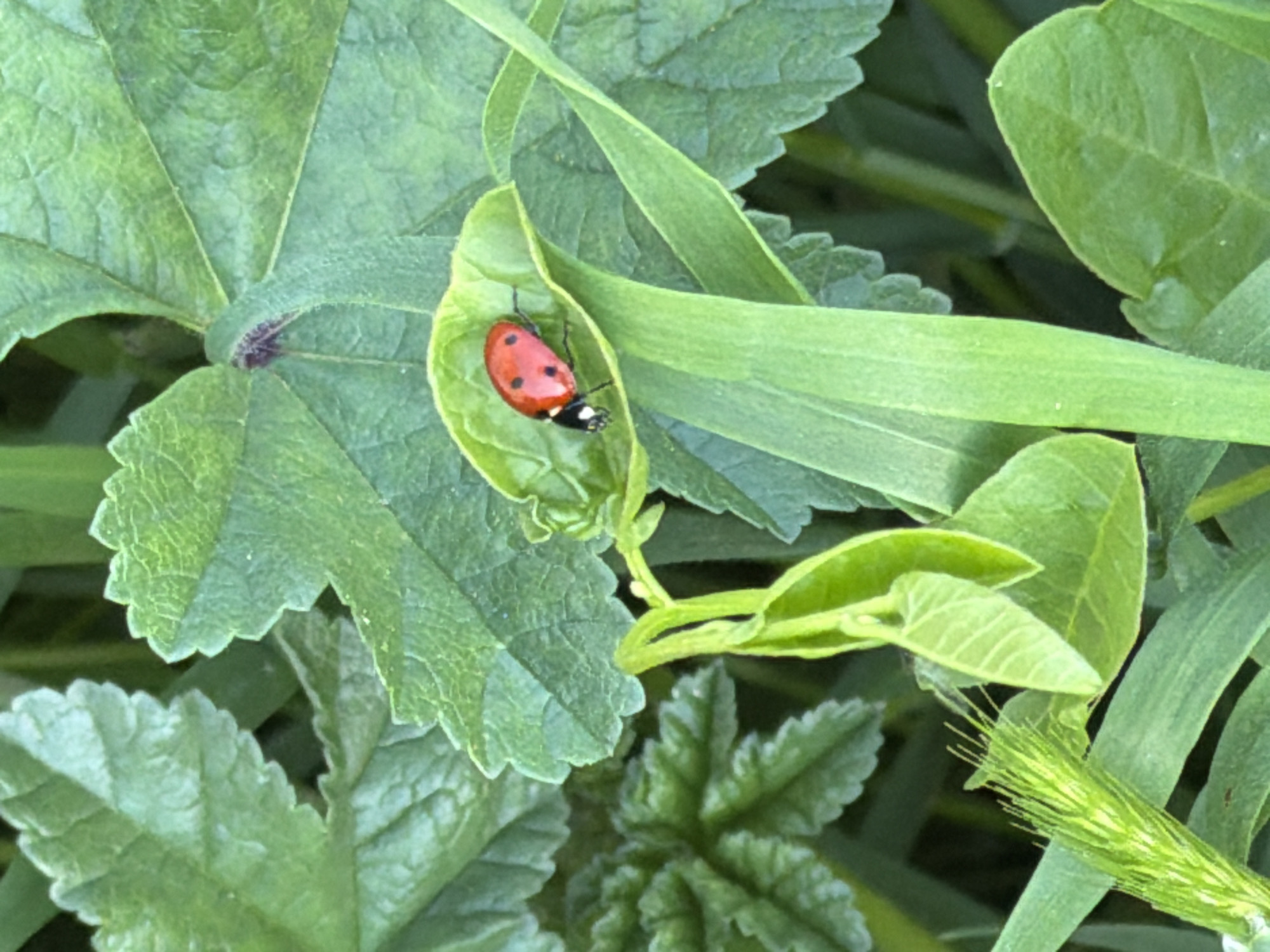 A macro photograph captures a ladybug on a bright green leaf. The ladybug is red with black spots and is positioned on a curled leaf. Surrounding the ladybug are other green leaves and blades of grass, creating a natural, outdoor setting. The lighting suggests it is daytime, likely in a garden or a natural environment with ample sunlight filtering through the foliage. The image is a close-up, emphasizing the textures and details of the leaves and the ladybug's shell. There is no visible text.
