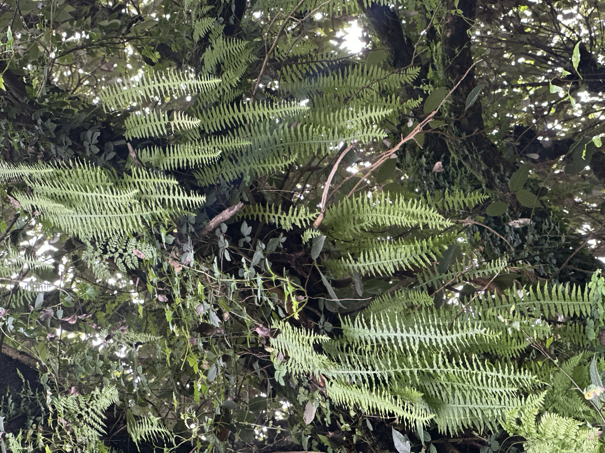 The image depicts a dense, overgrown section of a forest, likely a natural or semi-natural environment within or near Haini, India. The foreground is dominated by lush, vibrant green ferns of various sizes, some hanging down from unseen branches and others growing more upright. Their fronds are finely divided and appear healthy, suggesting a humid and verdant climate. Interspersed among the ferns are darker green leaves of other plants and vines, creating a layered effect. The branches of trees, covered in moss and possibly other epiphytic growth, form a complex structure throughout the scene. Sunlight filters through the foliage in the background, creating a dappled effect and suggesting a canopy overhead. There are no people or man-made structures visible, indicating a natural or minimally disturbed setting. The overall impression is one of abundant plant life and a thriving ecosystem.