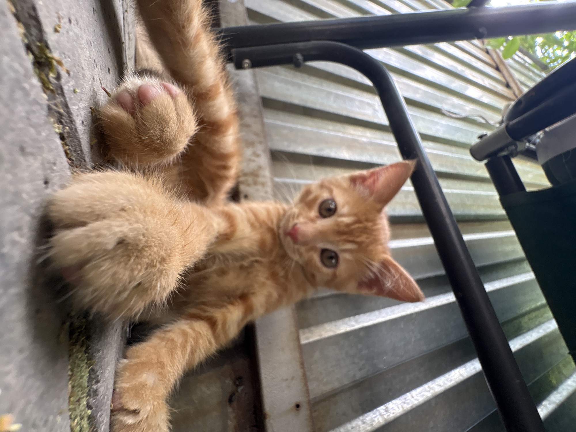 An orange tabby kitten is lying on a grey concrete surface in what appears to be an outdoor, possibly urban, environment. The kitten is positioned centrally in the frame, looking towards the camera with large, brown eyes. Its front paws are extended towards the viewer, with one paw in sharp focus, revealing pink toe pads and fur. The kitten's body is angled, with its hind legs tucked beneath it. Behind the kitten is a corrugated metal surface, likely a fence or wall, with vertical ridges. A black metal structure, possibly part of a swing set or outdoor furniture, is visible in the foreground and background, partially obscuring the metal surface and the kitten. Green foliage and branches are visible in the upper left corner of the image, suggesting vegetation nearby. The lighting suggests it is daytime, with sunlight casting shadows. The image does not provide specific details that can be used to determine its location within the city of Almaty, Kazakhstan.
