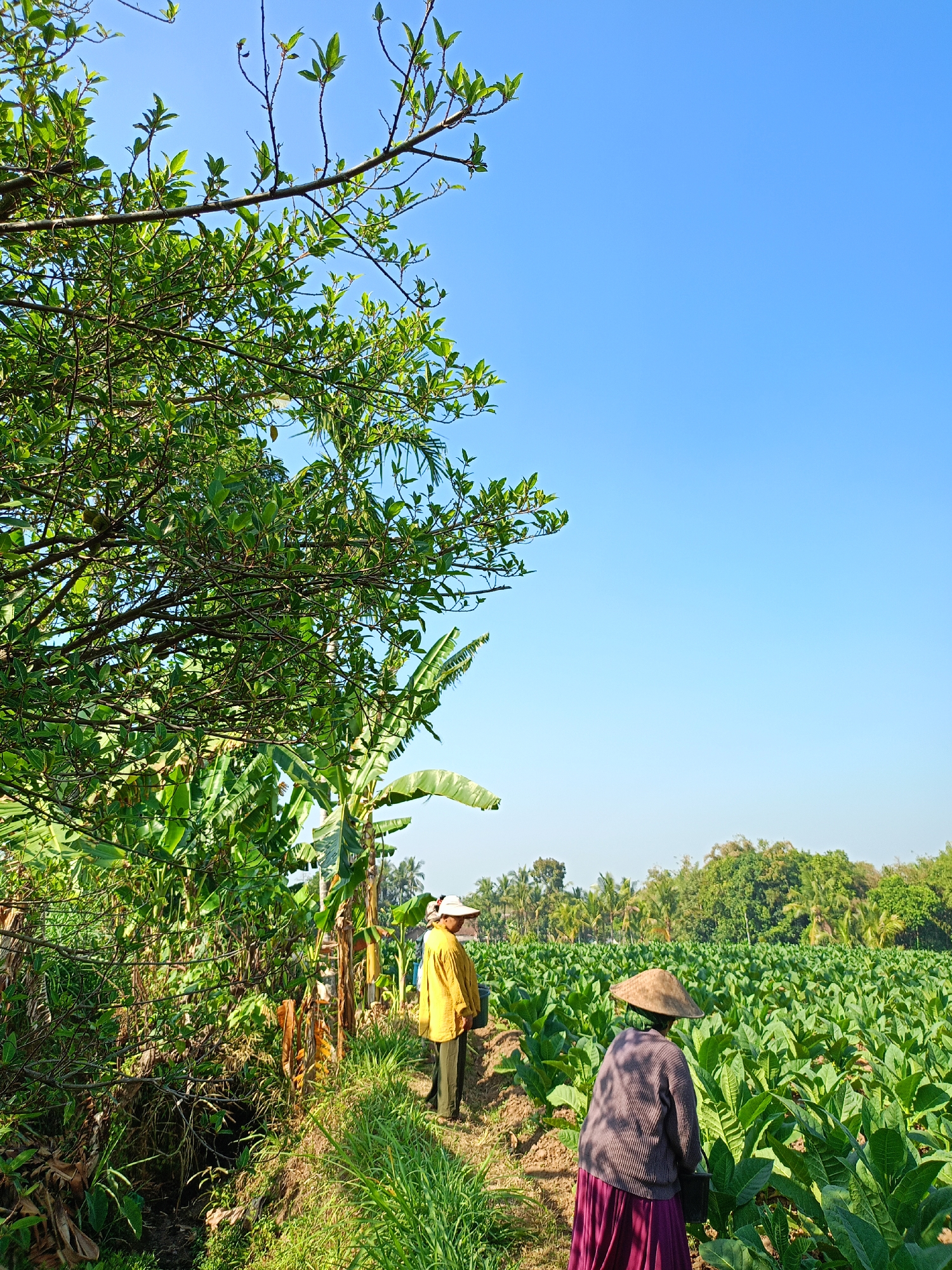 In Panduman, Indonesia, two individuals, likely farmers, are depicted in a lush agricultural landscape under a clear blue sky. The foreground features dense green foliage, including banana trees, with one person wearing a yellow shirt and a conical hat standing near a path. Further into the frame, a second individual, dressed in a brown top and a purple skirt, walks through a vast field of tobacco plants, also wearing a conical hat. The expansive tobacco field stretches towards a treeline in the background, with palm trees and other vegetation visible. The scene suggests a rural setting dedicated to agriculture.