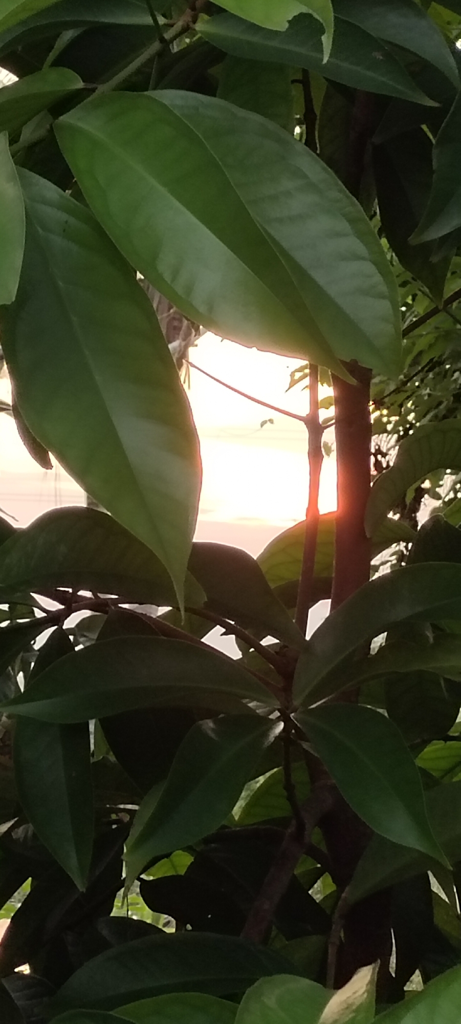 The image captures a close-up view of lush green leaves, with a sunset peeking through the foliage. The warm glow of the setting sun casts a soft light on the scene, creating a serene and tranquil atmosphere. The leaves, in various shades of green, are detailed with visible veins and textures, suggesting a healthy and vibrant plant. A thin tree trunk is visible behind the leaves, adding depth to the composition. The background is a soft blur of the sunset sky, with subtle hints of orange and pink hues. This image was taken in Lhokseumawe, Indonesia, a city known for its natural beauty and coastal landscapes.