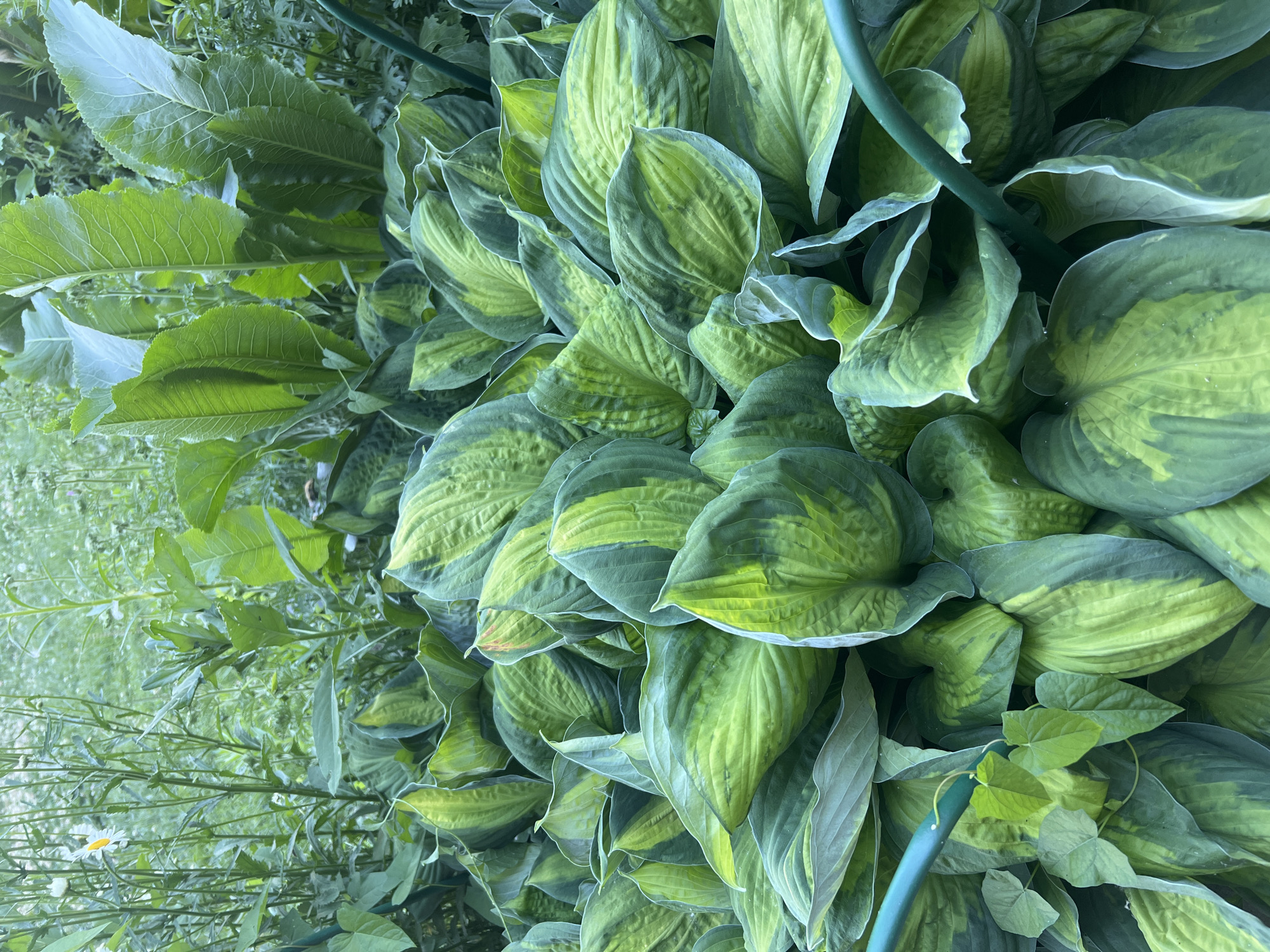 The image shows a dense planting of hosta plants with variegated green and yellow leaves. The hostas fill the foreground and midground, with their large, textured leaves overlapping and creating a lush, layered effect. In the background, there is a less distinct planting of taller green foliage, possibly other plants or weeds, with a single white daisy visible among them. Two dark green garden stakes or supports are visible, one curving through the left side of the hostas and another visible on the right edge of the image. The lighting suggests an overcast day or shade, with soft illumination that highlights the subtle color variations in the leaves. The scene is outdoors, in what appears to be a garden setting. There are no people or animals present in the image. The location is specified as Mochische, Russia, but there are no visual cues in the image to confirm this specific location.