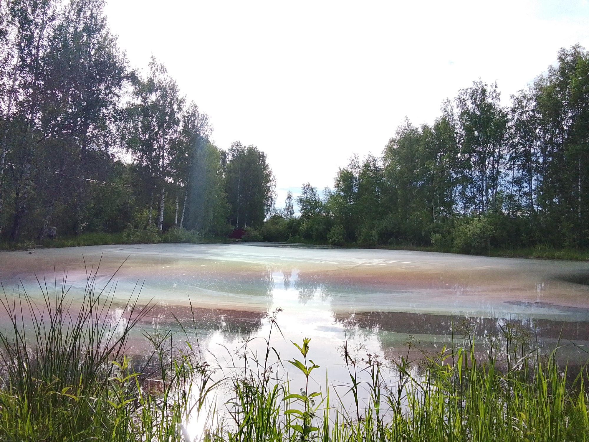 The image shows a body of water, possibly a lake or pond, in a location near Снопок Новый, Russia. The water surface displays an iridescent, rainbow-like sheen, suggesting the presence of an oily or chemical substance on the surface. The body of water is bordered by trees on multiple sides, creating a natural setting. In the foreground, there is tall green grass. The sky is bright and partially obscured by the trees.