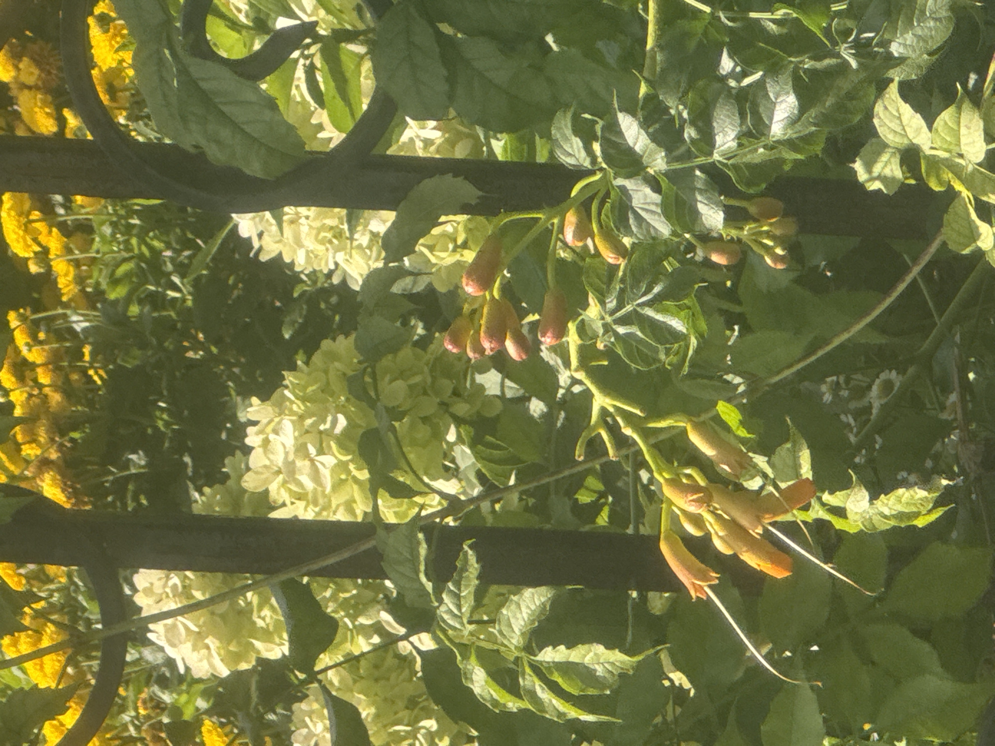 This image captures a close-up view of lush green foliage and flowering plants, with hints of yellow flowers in the background. A dark, ornate metal fence runs vertically through the frame, partially obscuring the vegetation. In the foreground, a branch of a plant with tubular, orange-tipped flowers and long, delicate white tendrils is prominently displayed. The leaves are vibrant green and appear healthy, some showing a slight curl or texture. The scene suggests a garden or park setting, bathed in natural light, creating dappled shadows on the leaves. There are no people or animals visible in the frame. The overall impression is one of natural beauty and growth. The provided location of Novosergiyevka, Russia, suggests a temperate climate where such flora would thrive during warmer months.