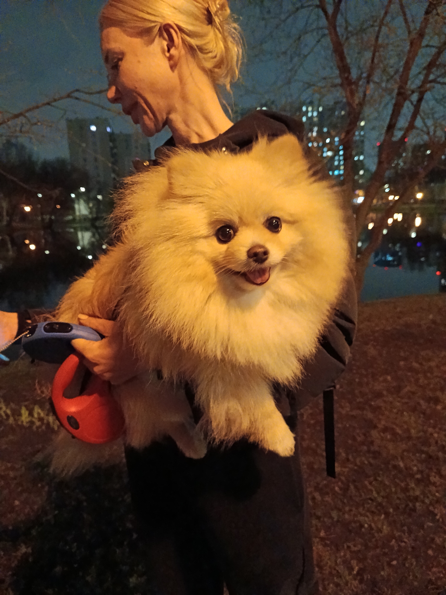 The image depicts a woman holding a fluffy cream-colored Pomeranian dog outdoors at night in an urban setting, specifically Moscow, Russia. The woman, positioned on the left side of the frame and seen in profile from the waist up, has blonde hair pulled back. She is wearing a dark hoodie or jacket and is looking downwards with a soft smile. Her left hand is visible, holding a dog leash featuring a blue handle and a red retractable unit.
The Pomeranian, with its tongue slightly out, looks directly at the viewer with bright, dark eyes, appearing happy and alert. Its voluminous fur is a prominent feature. The background is dark, indicating nighttime, with numerous blurred lights from distant city buildings and trees creating a bokeh effect. Bare tree branches are silhouetted against the dark sky. The ground beneath the subjects is dark and indistinct, suggesting earth or grass. The scene conveys a warm, affectionate moment between the woman and her pet against a softly lit urban backdrop. No visible text is present in the image.