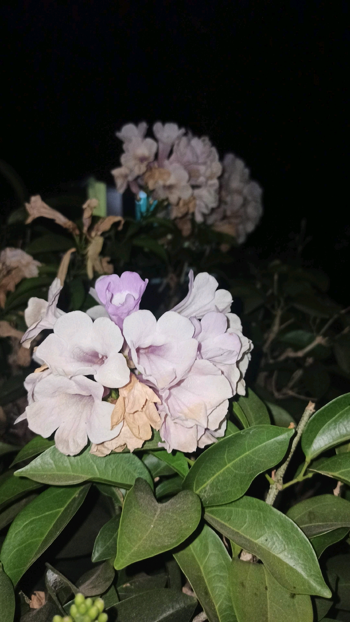 This is a close-up, dimly lit photograph of a cluster of pale lavender and white trumpet-shaped flowers, possibly from a Brugmansia species, blooming at night. A single smaller, darker purple bud is visible at the top center of the main bloom cluster. The flowers are surrounded by dark green, glossy leaves, some of which are heart-shaped. The background is predominantly dark, suggesting an outdoor nighttime environment. Faded, dried flowers and leaves are also present within the cluster. A small cluster of pale green buds is visible at the bottom left of the frame. The image quality is somewhat grainy due to the low light conditions. The location is specified as Gundik, Indonesia.