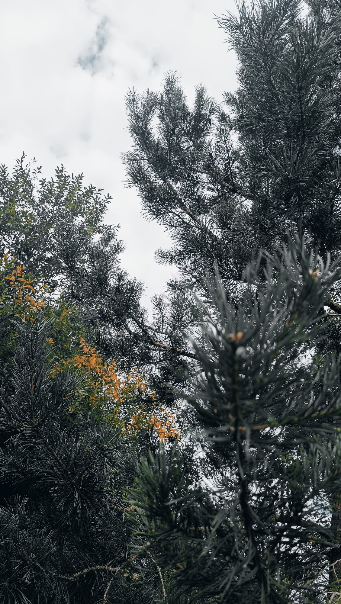 The image is a close-up, low-angle shot looking up into a canopy of evergreen trees and some deciduous trees with yellowing leaves. The sky is overcast and grey. The dominant elements are the dark green needles of pine trees, with branches extending across the frame. In the middle ground, there are clusters of bright yellow leaves, contrasting with the dark evergreens. The foreground is dominated by the detailed needles of a pine tree, slightly out of focus. The overall impression is one of a forest or park area, likely in autumn given the presence of yellow leaves. There are no people or visible man-made structures. The location is not identifiable as Karsha, Russia; there is no visual information in the image to support this claim.