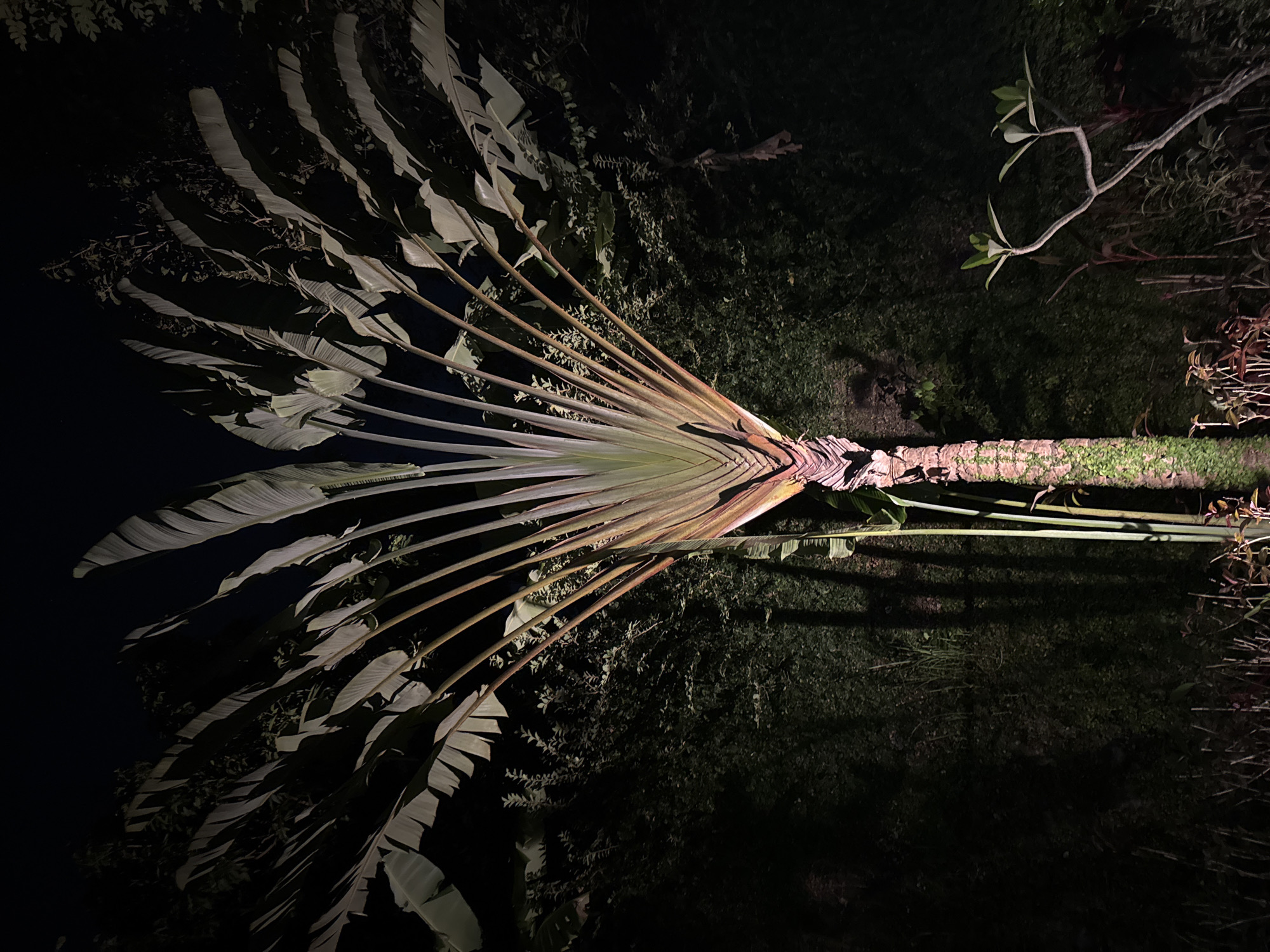 The image depicts a Traveler's Palm (Ravenala madagascariensis) at night, likely illuminated by artificial light. The palm's fan-like structure is prominent, with long, broad leaves radiating from a central stem. The trunk is visible, appearing textured and somewhat mossy. The surrounding environment includes other vegetation and possibly grass. Based on the prompt information, the location is Jimbaran, Indonesia. However, there are no clues in the image to independently confirm this location.