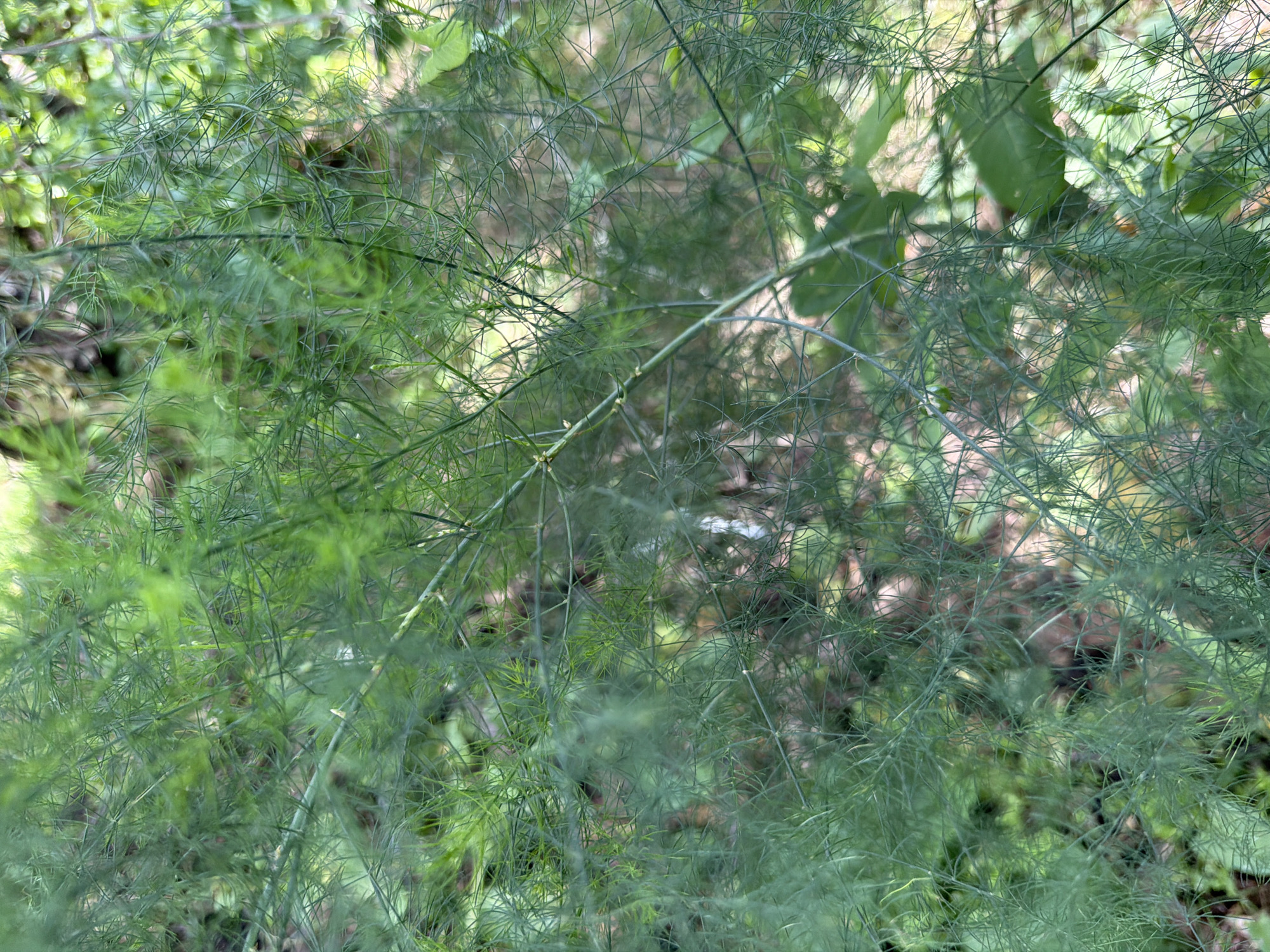 The image shows a close-up view of feathery green foliage, likely from an asparagus plant or a similar feathery-leafed plant. The background is blurred, suggesting a natural outdoor setting with dappled sunlight filtering through. There are no people, animals, or man-made objects visible in the frame. The overall impression is one of lush, natural growth. The location in Altayskiye Zori, Russia is not evident from the visual information in the image.