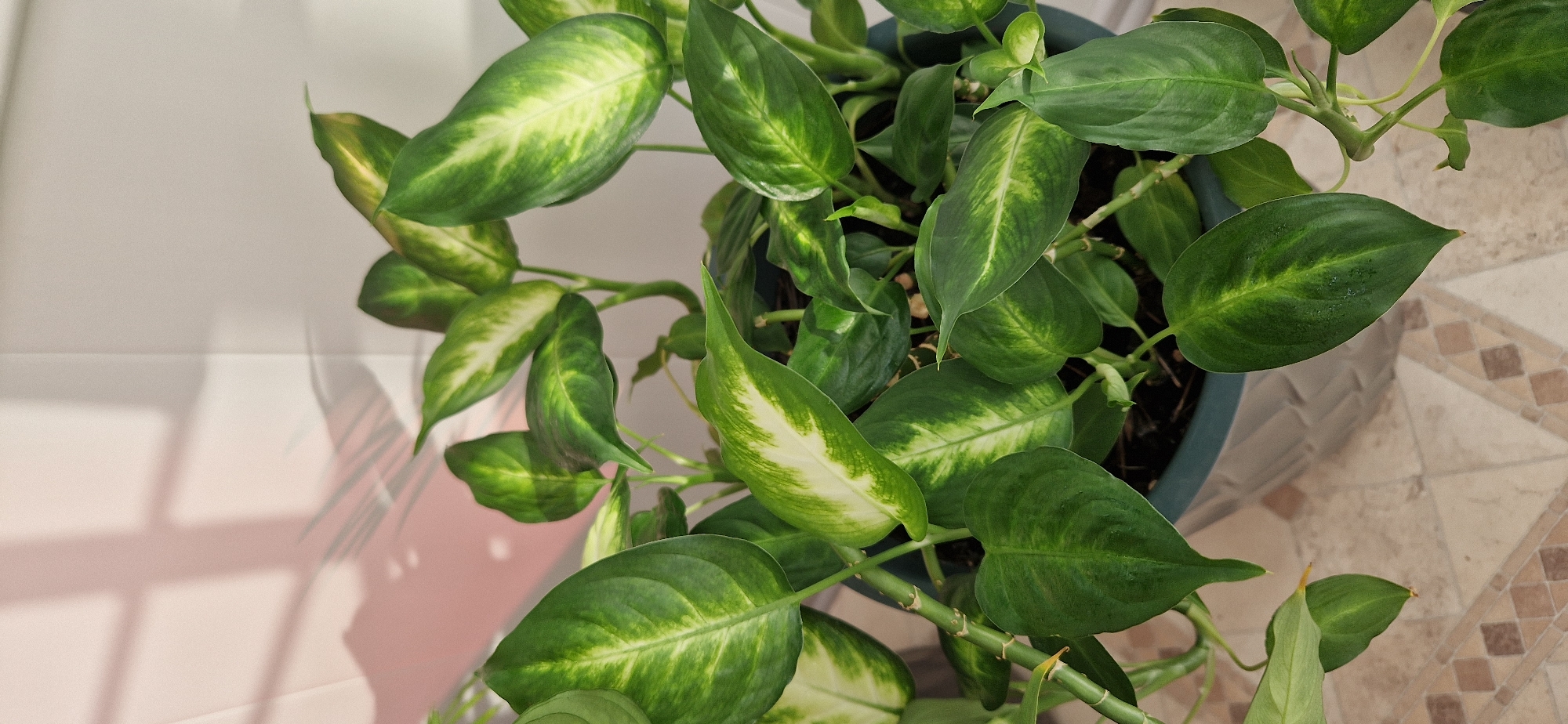 In an indoor setting, a potted plant with large, variegated green and white leaves is positioned in the foreground. The plant is housed in a dark green pot, which sits on a tiled floor featuring a geometric pattern of beige and brown squares. The background consists of a plain white wall, partially illuminated by soft shadows cast from a window, suggesting a natural light source. The shadows on the wall exhibit a grid-like pattern, possibly from blinds or a windowpane, and a faint outline of plant leaves. The overall scene depicts a domestic environment, likely a room in a residential building in Chekhov, Russia. There are no people or animals present.