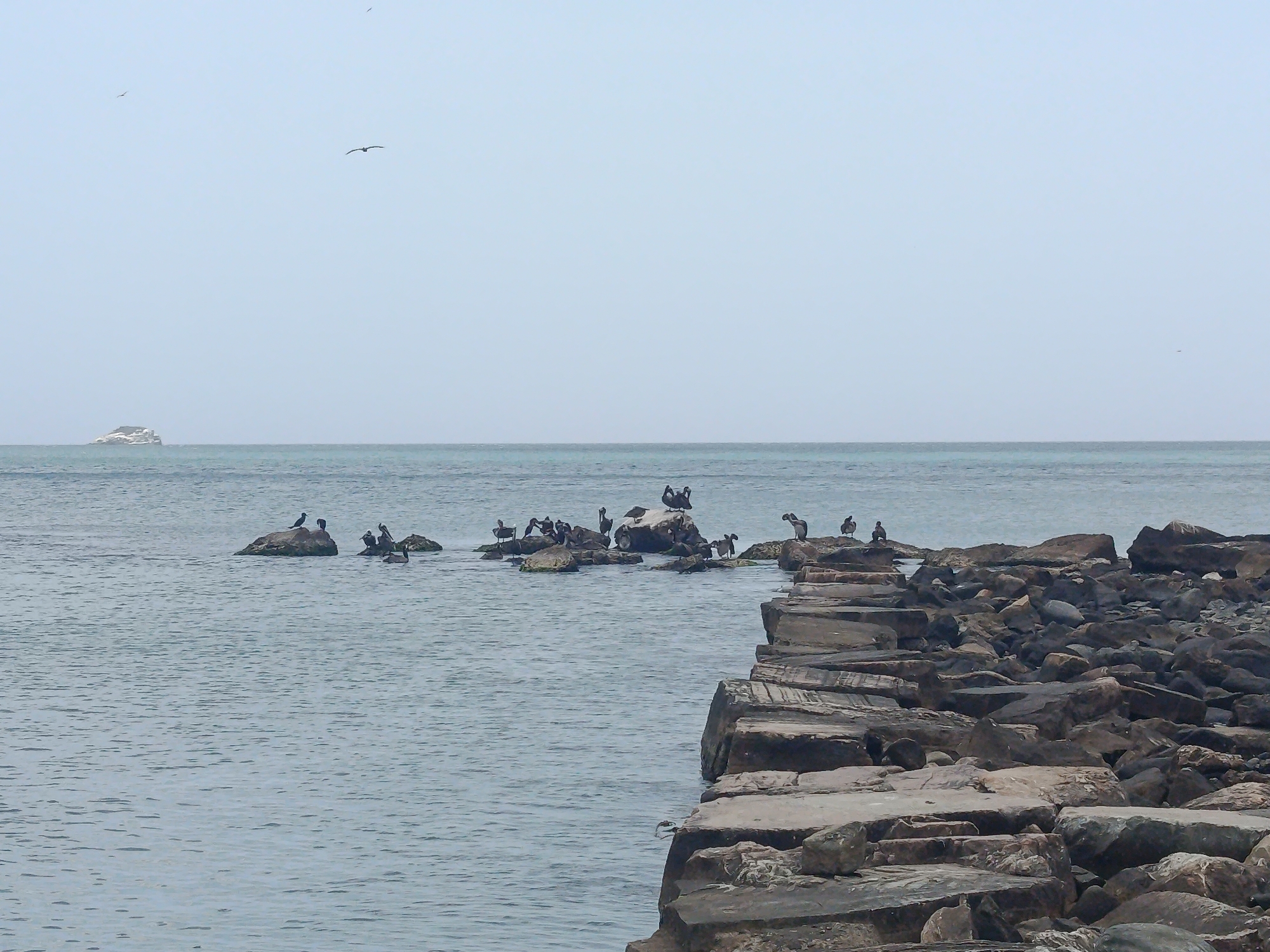 The image captures a coastal scene, likely in Pedro González, Venezuela. A rocky breakwater stretches into a calm, grey-blue sea. Several small, rocky islands are scattered offshore, each hosting a number of birds. One small island is far enough away in the distance to see the size and shape of. Three birds are flying in the sky.