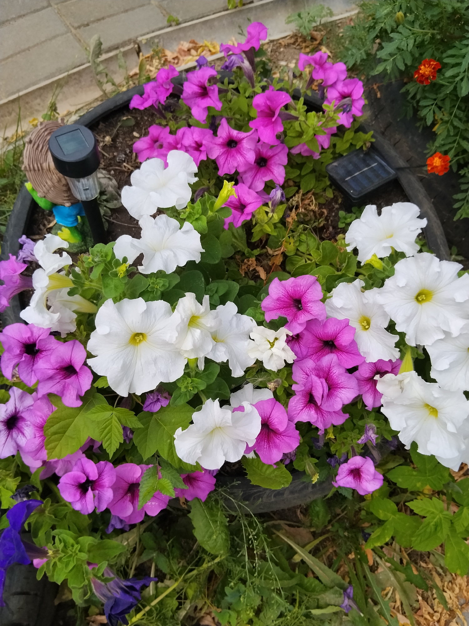 The image shows a close-up view of a flower bed filled with numerous petunias in various shades of pink, purple, and white, as well as a few orange marigolds. The flowers are densely packed and appear to be in full bloom. Some green foliage is interspersed among the flowers. A black planter rim is visible around the flower bed. Two small solar-powered garden lights are present, one with a cylindrical stake and a rectangular panel, and another a flat, square panel. A decorative garden gnome, partially visible, stands near the stake light. The ground surrounding the planter appears to be paved with grey rectangular stones, suggesting an outdoor urban setting. The image does not provide enough information to determine the specific location within Kokshetau, Kazakhstan.