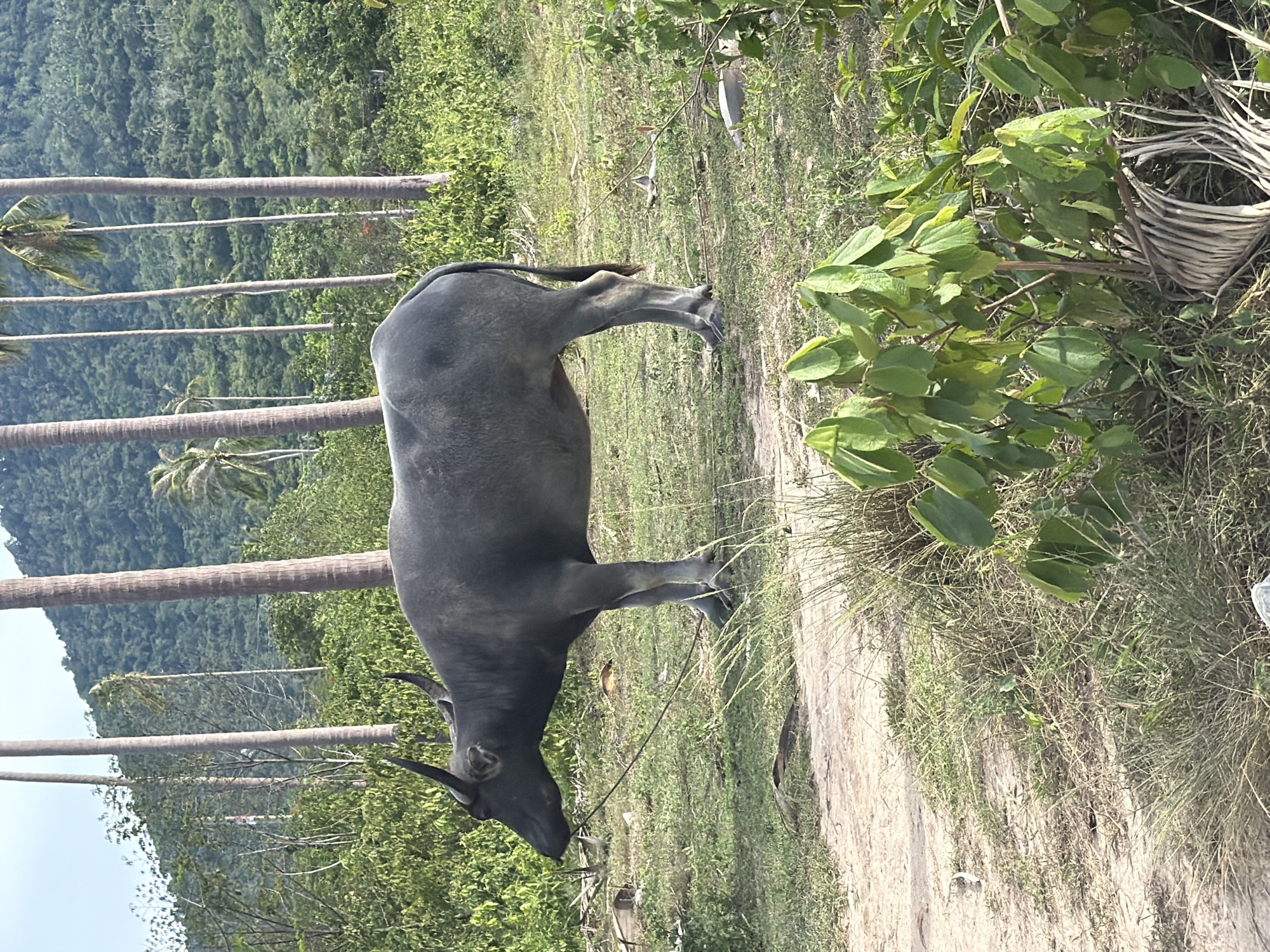 A medium shot captures a full-bodied water buffalo standing in a grassy field, facing left. The buffalo is dark gray and appears to be tethered by a rope. Behind it, a lush green forest covers a hillside, with tall, slender palm trees scattered throughout. The foreground features a dirt path and dry grass, with some green foliage in the lower right corner. The scene is bathed in natural sunlight, casting shadows on the ground. The location is specified as Baan Tai, Thailand.