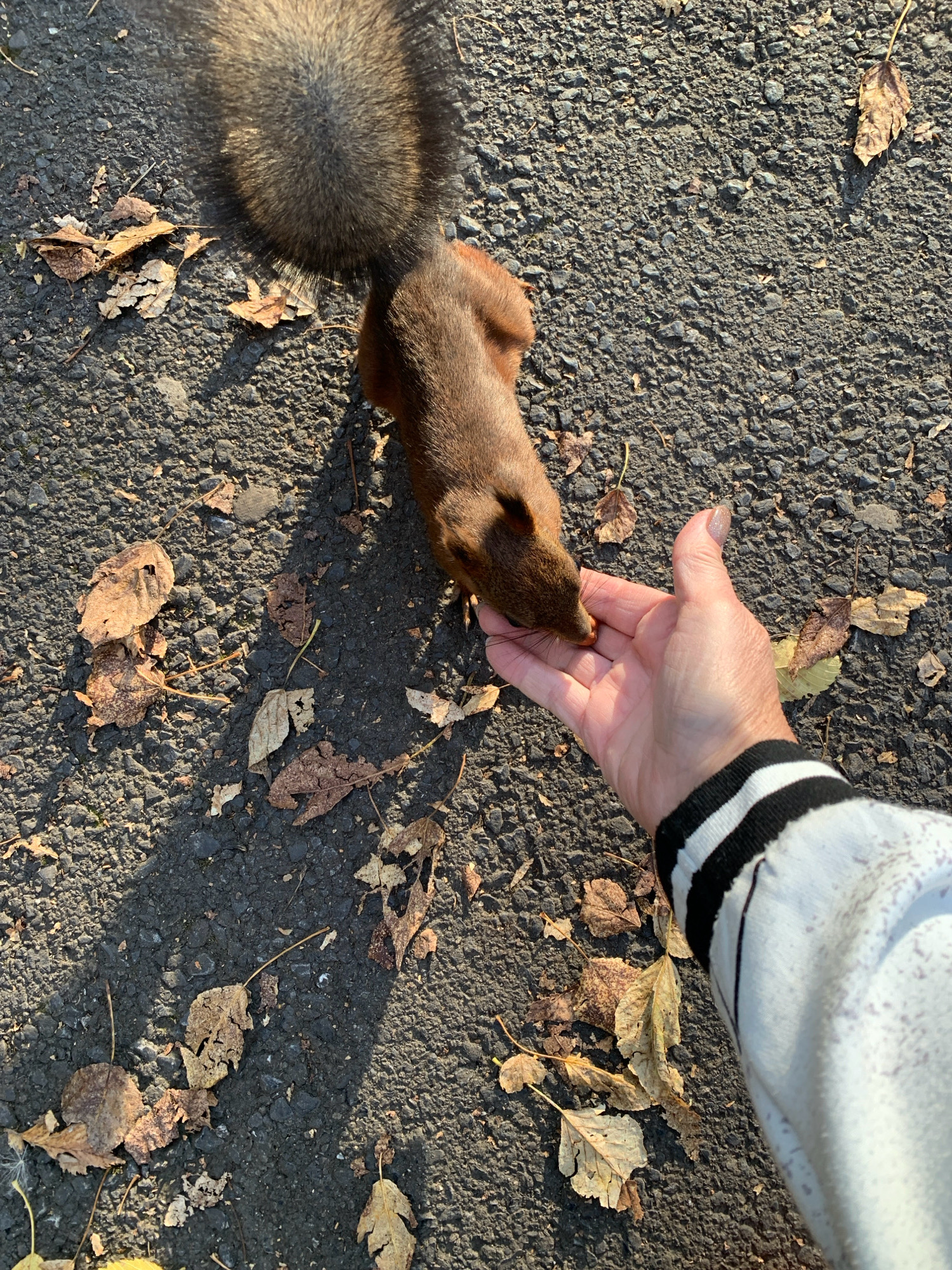 The image captures a close-up, overhead view of a person's hand feeding a squirrel on an asphalt surface littered with fallen leaves. The squirrel, with its bushy tail and reddish-brown fur, is reaching out to take something from the palm of the hand. The hand, belonging to an individual wearing a light-colored sweatshirt with black stripes on the sleeve, is open, presenting a food item. The ground is dark asphalt, characteristic of a paved outdoor area, possibly a park or walkway. Scattered across the asphalt are numerous dried, brown leaves, suggesting an autumnal setting. The sunlight casts a shadow from the squirrel and the leaves onto the ground, indicating it is daytime. The scene appears to be set in a city environment, given the asphalt and the presence of a squirrel, but no specific identifying markers place it in Prokopyevsk, Russia. The interaction is peaceful, showing a moment of connection between a human and wildlife.