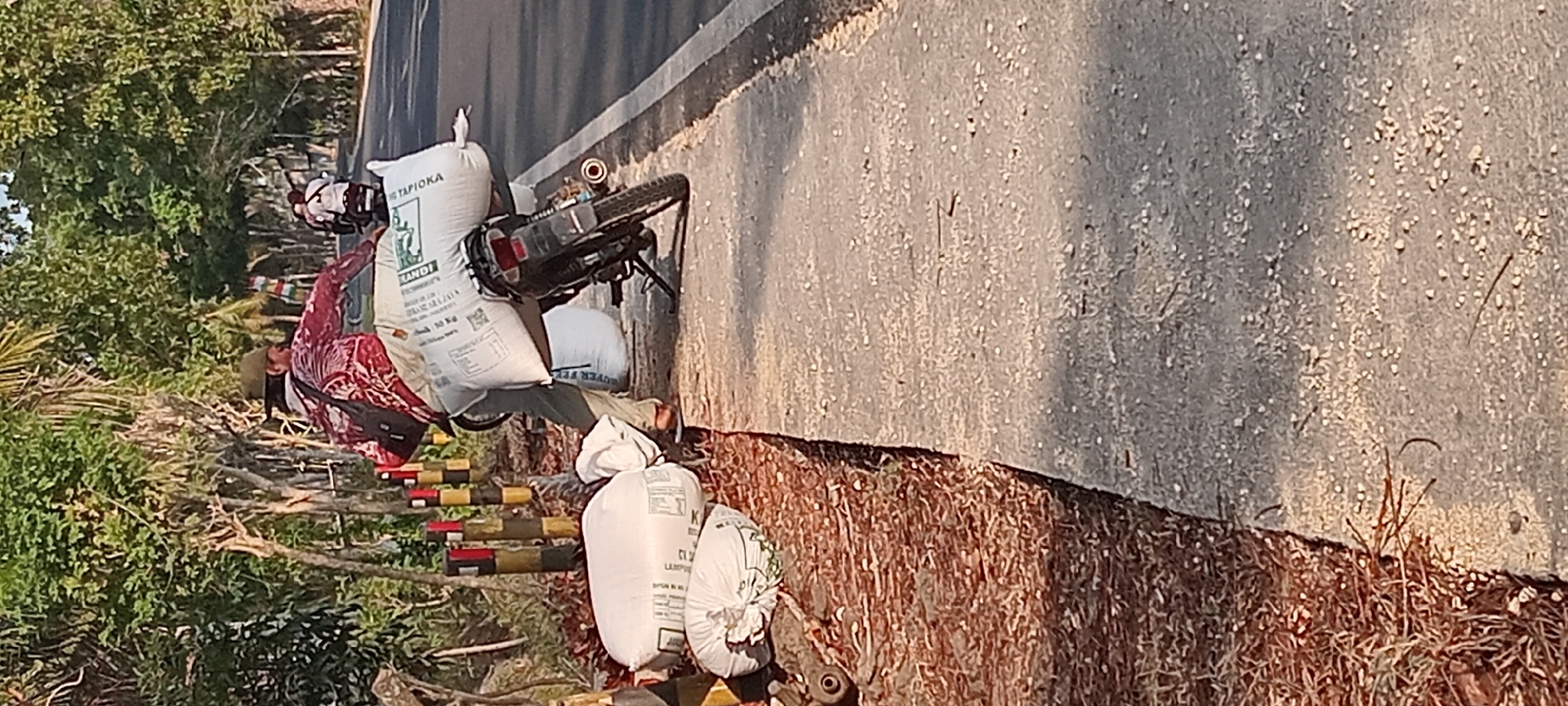 In Sindangwangi, Indonesia, a person wearing a red and white patterned shirt and a hat is standing next to a motorcycle on a paved pathway. The motorcycle is loaded with two large white sacks. One sack, labeled "TAPIOKA", is positioned across the back of the motorcycle, and another sack is placed on the ground next to it. Several other white sacks are also piled on the ground to the left of the pathway. The pathway is bordered by a road with a white line marking its edge, and beyond the road, there are trees and vegetation forming an archway over the road. The ground on the left side of the pathway is covered with dry brown debris, possibly wood chips or leaves, with some small rocks visible. The pathway itself is grey and scattered with small white particles and some debris. The scene suggests an outdoor setting, likely a roadside in a rural or semi-rural area.