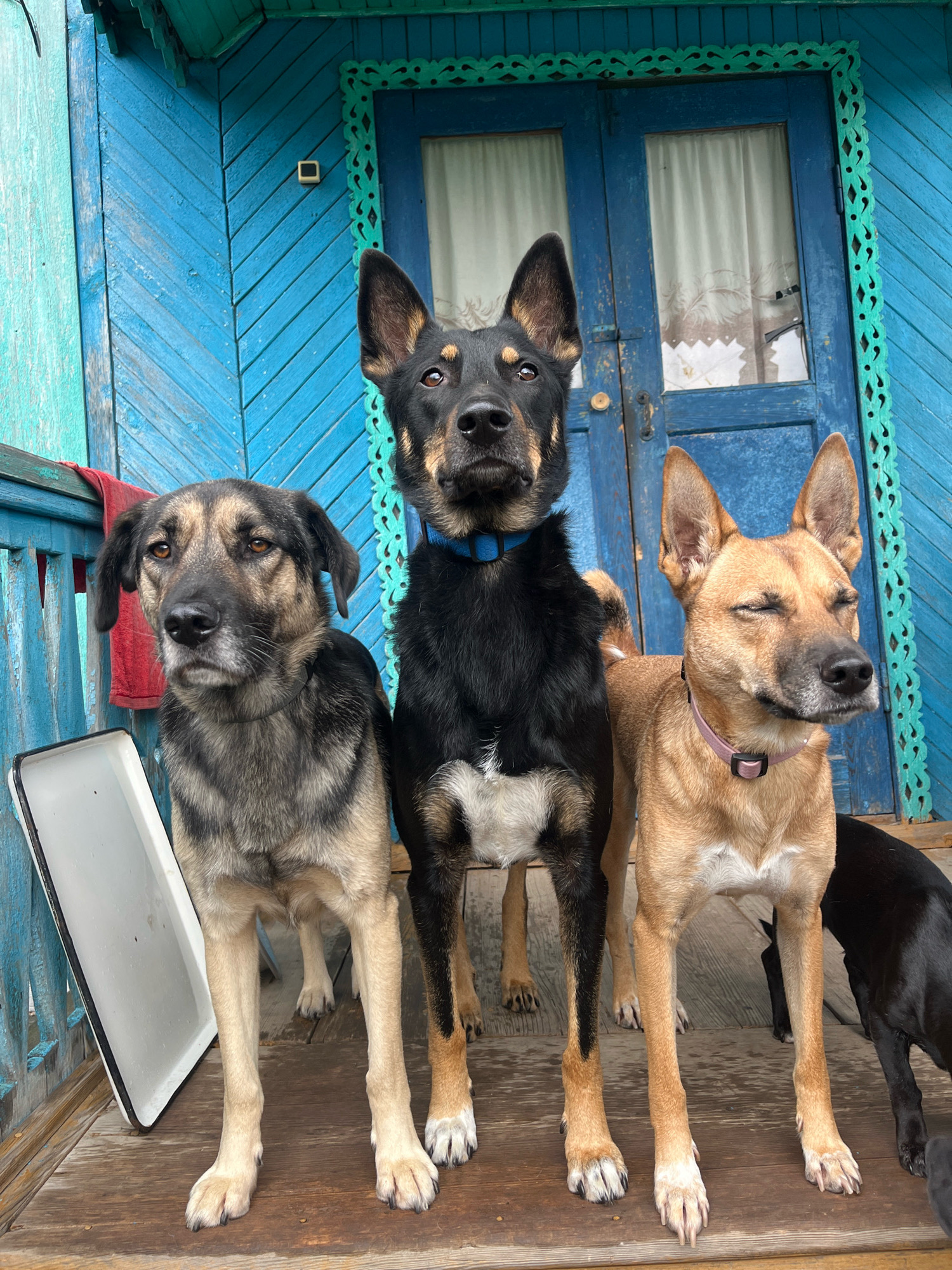 Three dogs stand on a wooden porch in front of a bright blue wooden house with ornate green trim around a closed double door. The dog on the left is a medium-sized, multi-colored dog with tan and black fur and a worried expression. The dog in the center is a larger, black and tan dog with pointed ears, looking directly at the camera. The dog on the right is a tan dog with its eyes closed, appearing to be squinting in the sun. Its ears are also pointed upwards. Partially visible in the background is a black dog. A red towel hangs on the railing to the left, and a white enamel tray rests on the porch floor. The wooden planks of the porch and the siding of the house are weathered. The setting appears to be a rural or suburban area, consistent with residential housing in Nizhny Tagil, Russia.