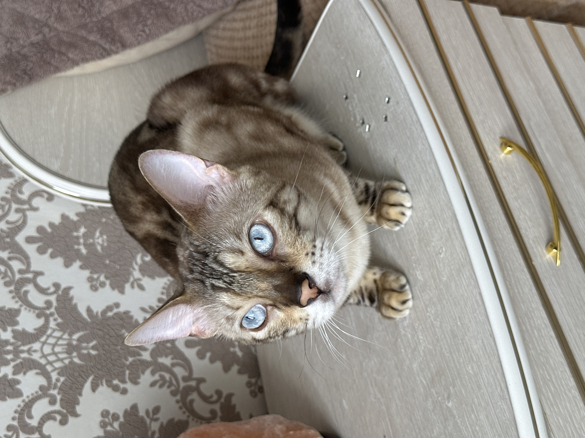A Bengal cat with striking blue eyes is positioned on the surface of a light-colored, wood-grain dresser. The cat is in a crouched posture, facing the viewer, with its paws extended forward. Several small, silver metal objects are scattered on the dresser surface near the cat's front paws. The dresser features a white decorative trim and a gold drawer pull. In the background, a wallpaper with a damask pattern is visible, and to the right, a portion of a soft, brown fabric item, possibly a blanket or cushion, can be seen. The overall scene is an indoor setting.