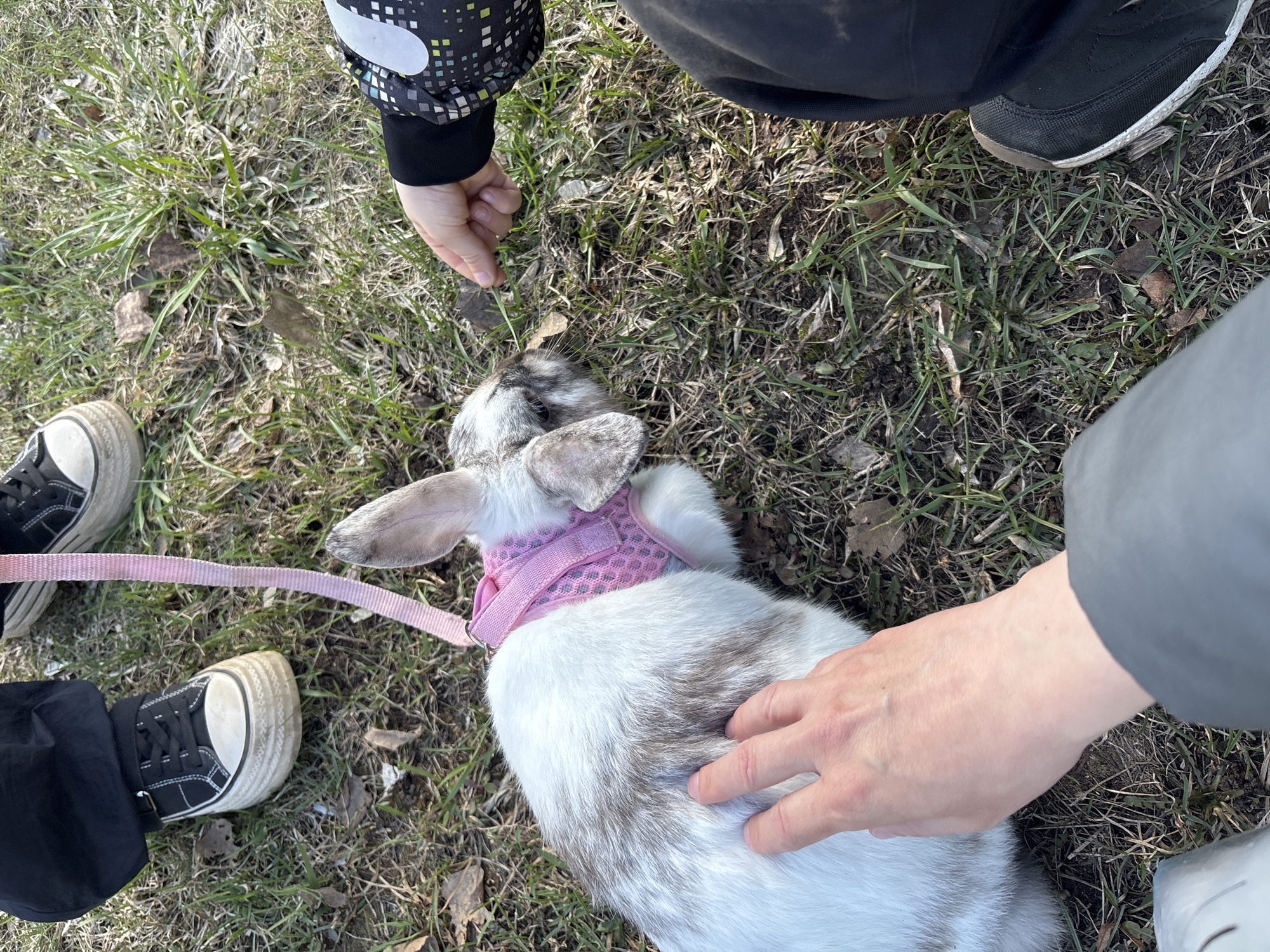 The image captures a high-angle view of a white and grey-brown spotted rabbit lying on grassy ground in an outdoor setting in Chaikovsky, Russia. The rabbit wears a pink harness with a matching leash visible stretching towards the lower left.
Two individuals are interacting with the rabbit. One hand is gently petting the rabbit's back. Another hand, adorned with a multi-patterned jacket sleeve (black with white and colored squares), is extended towards the rabbit's head, possibly offering a treat or stroking its face.
Parts of the people's legs and feet are also visible. On the left, a person wears black pants and black canvas sneakers with thick white platform soles. On the upper right, a second person's leg and foot, clad in dark pants and black athletic-style sneakers, are present.
The ground is a mix of green and dry brown grass, interspersed with fallen leaves, suggesting either an early spring or late autumn scene. The bright, natural lighting indicates it is daytime. The overall activity portrays a calm and affectionate interaction between the people and their pet rabbit. There is no visible text in the image.