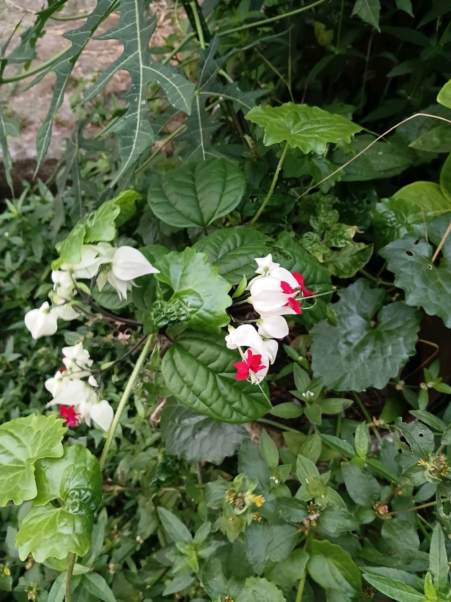 A cluster of white flowers with bright red centers is the focal point of this image, captured in a lush green outdoor environment that appears to be a garden or natural setting. The flowers, specifically identifiable as Bleeding Heart vines (Clerodendrum thomsoniae), are delicate and hang in clusters. Their white petals are shaped like hearts, and the vivid red stamen protrude, giving them their distinctive appearance.
Surrounding the flowers is a dense arrangement of various green leaves. Some leaves are large and broad, with a slightly ruffled edge, while others are more elongated and serrated. The textures of the leaves vary, some appearing smooth and glossy, others with a more matte finish and visible veins. The background is a blur of more greenery and hints of brown soil or mulch, suggesting the plants are growing in the ground.
The lighting in the image is diffused, indicating it was likely taken on an overcast day or in shaded conditions, which accentuates the colors and details of the foliage and flowers. The overall impression is one of natural beauty and a thriving plant ecosystem.
While the image itself does not contain explicit geographical markers, the request specifies the location as Cikal, Indonesia. This suggests the scene is a typical example of the rich and diverse flora found in such tropical or subtropical regions. The presence of vibrant flowers and abundant foliage is characteristic of the natural environment in areas like Cikal, Indonesia. No people or animals are visible in the image.