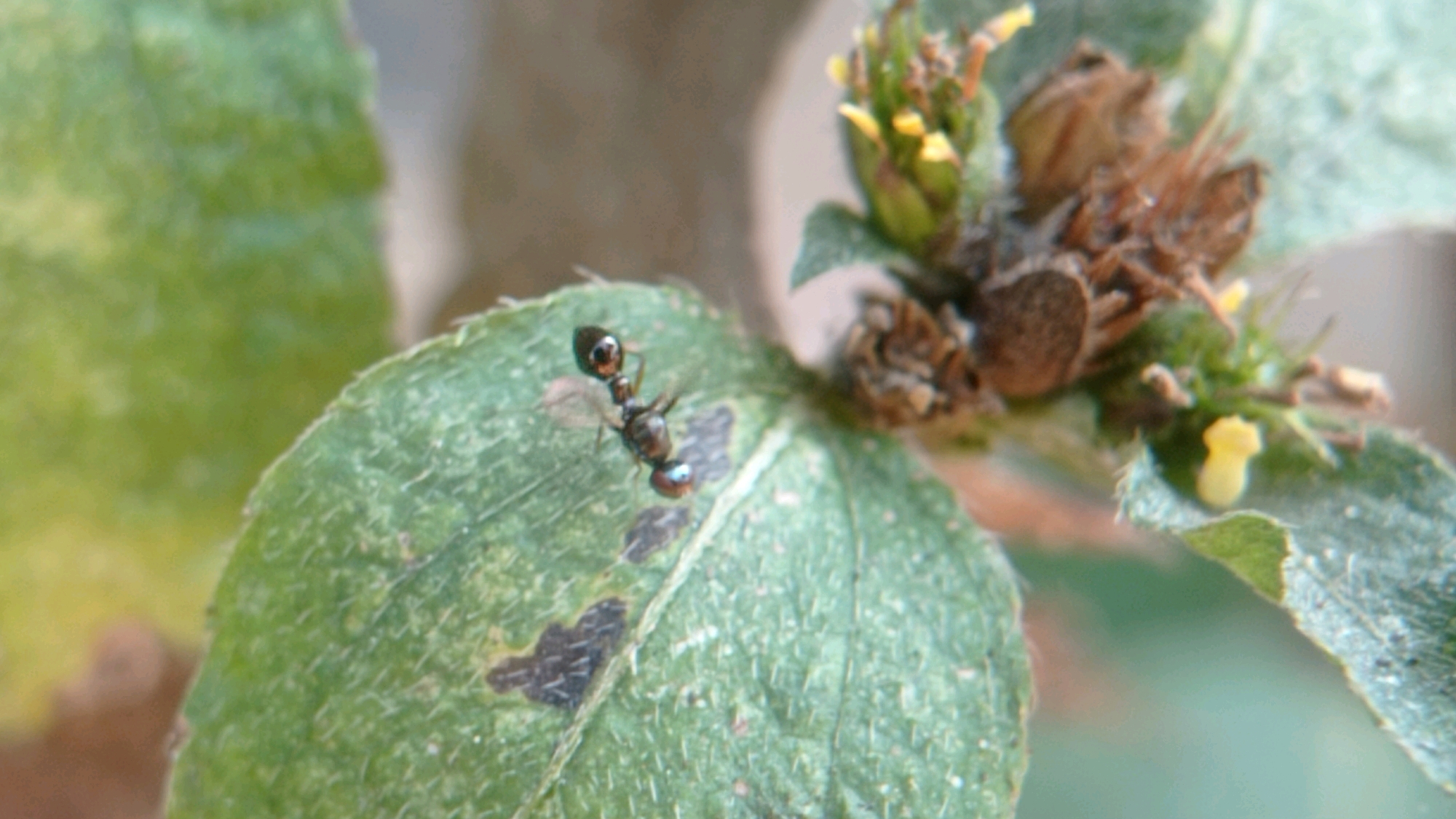 The image is a close-up shot of an ant on a green leaf. The ant is dark in color, with a segmented body and prominent antennae. It is positioned on the left side of the leaf, which has some dark spots and a fuzzy texture. In the background, there is a blurry cluster of dried plant matter and small yellow flowers. The scene is outdoors, with soft, natural lighting. There is no indication of the specific location within Bedali, Indonesia.