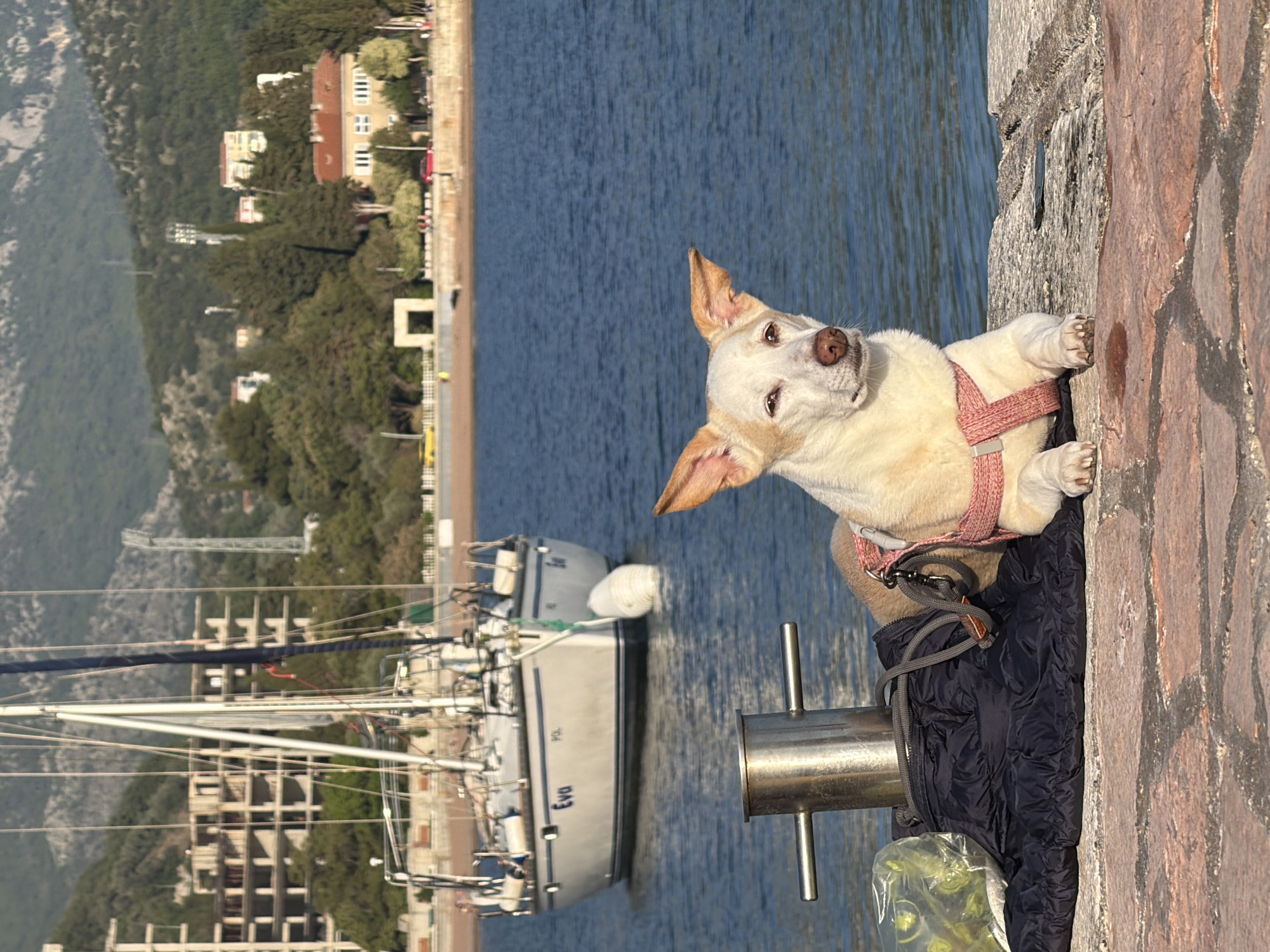 The image, taken in Petrovac centar, Montenegro, presents a vibrant coastal scene with a focus on a small dog. A light-colored dog, possibly a Chihuahua mix, with tan ears and muzzle, is the central subject. It wears a pink harness and is resting on a dark, quilted jacket or bag on a stone quay. Its front paws are perched on the stone wall as it gazes directly at the viewer with a slight head tilt, conveying curiosity. Beside the dog, a silver metal mooring cleat is visible, along with a clear plastic bag containing green items, possibly dog waste bags.
In the mid-ground, the tranquil, blue waters of the bay are dotted with several sailboats. One boat prominently displays the names "EVA" and "POL" on its hull. The background reveals a picturesque coastline, featuring verdant mountains covered in trees. Along the water's edge, a sandy or pebbly beach transitions into a promenade, leading to buildings with distinct red roofs and light-colored facades. Further up the hills, additional concrete structures, some appearing incomplete, are interspersed within the foliage.
The scene is illuminated by bright, clear sunlight, suggesting a pleasant, sunny day. The calm water and the overall setting evoke a peaceful, seaside atmosphere.