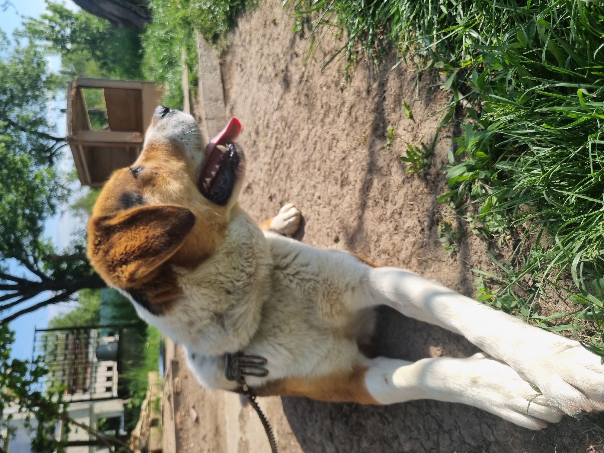 The image depicts a dog lying on its side in an outdoor environment. The dog is predominantly white with brown patches on its head and body, and it has a leash attached to a collar around its neck. The dog's mouth is open with its tongue protruding. The ground beneath the dog is dirt and sparse grass. In the background, there is a wooden structure, some greenery, and a partially visible building with a fence. The photo was taken in Galabovtsi, Bulgaria.