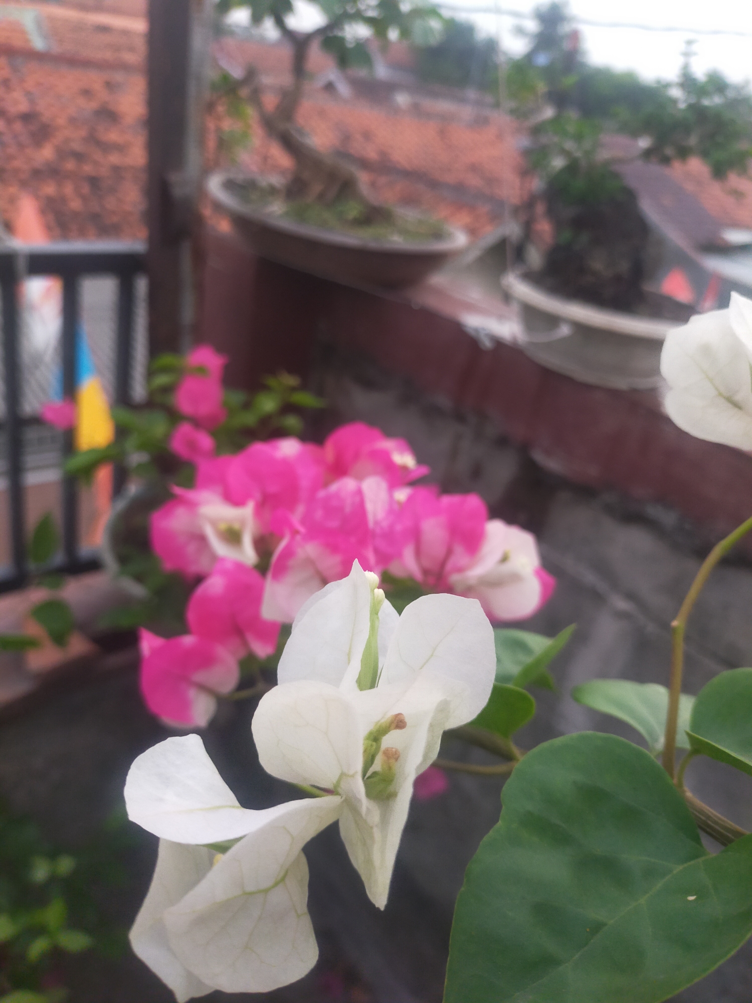 This is a close-up photograph of bougainvillea flowers, with a blurred background suggesting an outdoor setting. In the foreground, a white bougainvillea flower is in sharp focus, with its delicate petals and green pistil clearly visible. To the left and further back, a cluster of bright pink bougainvillea flowers are partially visible and out of focus. Green leaves are present, some attached to the white bougainvillea and others in the background. The background is heavily blurred but reveals elements that suggest a rooftop or balcony environment. Red-tiled roofs are visible, along with what appear to be bonsai trees in pots, and a section of black metal railing. The overall impression is that of a balcony garden in a residential area. The image does not contain any people, actions, or interactions. The scene is static and focuses on the floral subjects.