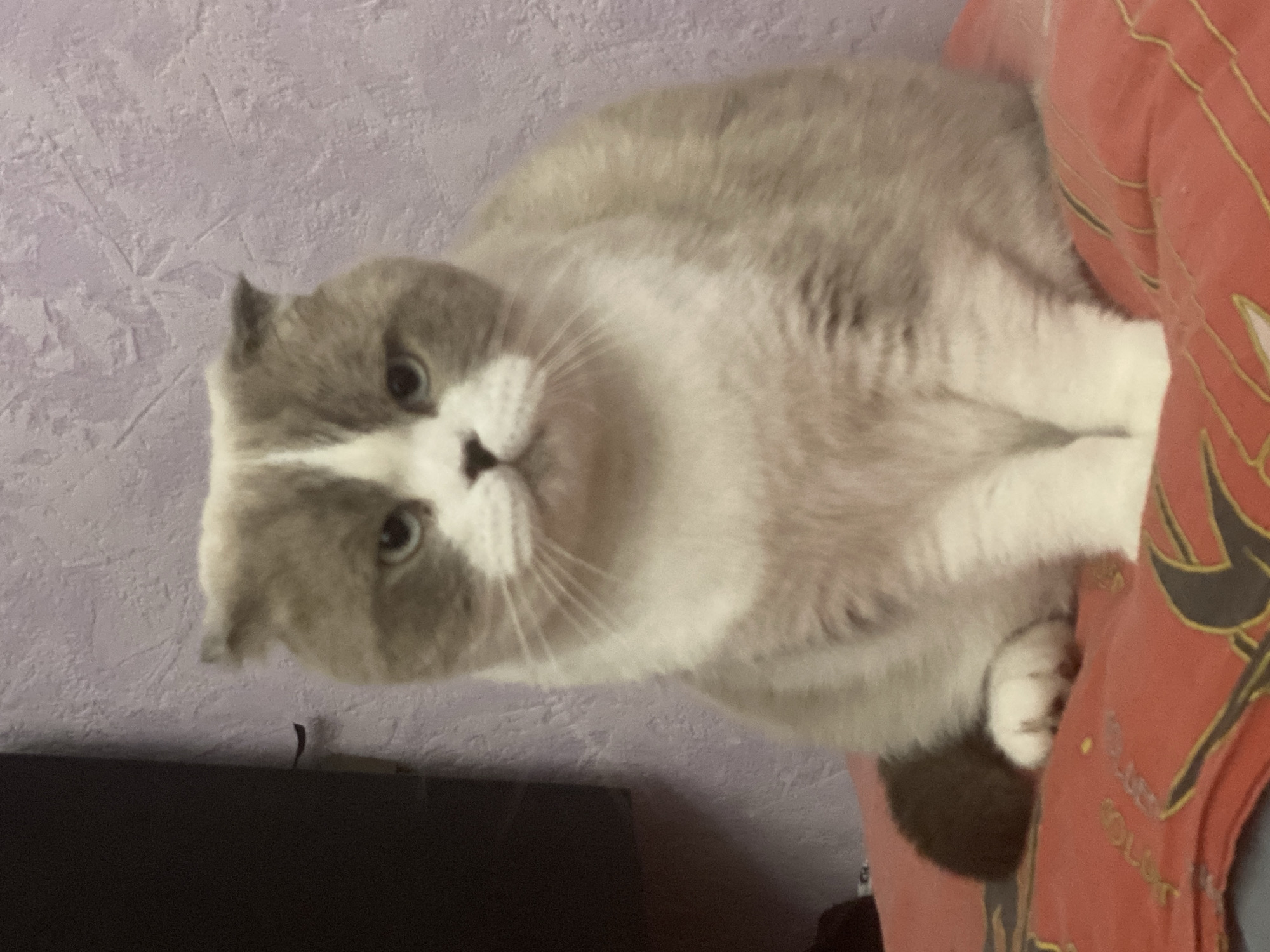 A Scottish Fold cat with grey and white fur sits on a red cushion with gold lettering and black accents. The background consists of a textured lavender wall and a portion of a dark-colored piece of furniture. There is no evidence to confirm that this image was taken in the city of Novokuznetsk, Russia.
