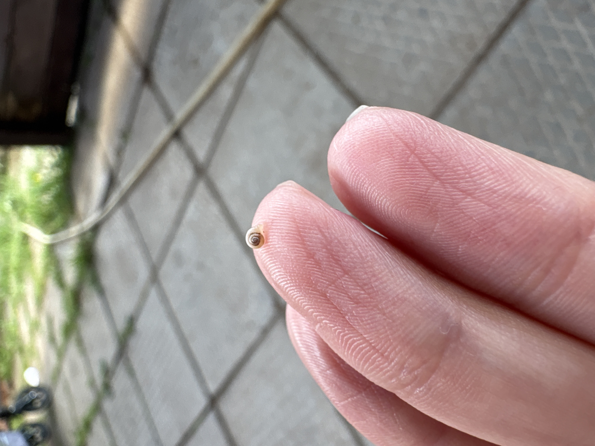 The image depicts a human hand holding an exceptionally small land snail, observed in an outdoor setting within the city of Votkinsk, Russia. The primary subject is the index finger and part of the middle finger of a person, positioned in the foreground and sharply in focus. The skin exhibits distinct fingerprint ridges and natural creases. Resting on the very tip of the index finger is a minuscule snail, its shell presenting a light tan or cream color with a clear, tight brown spiral pattern. The snail's dimensions are notably small, appearing to be no larger than a few millimeters, significantly smaller than the whorls of the fingerprint it rests upon.
The background is out of focus, indicating a shallow depth of field. It reveals a paved surface composed of rectangular or square gray tiles, possibly a patio or walkway, with faint grid lines visible. Interspersed among the paving stones and further in the distance are patches of green vegetation, suggesting grass or weeds. To the far left, blurred dark circular objects are partially visible, consistent with the wheels of a stroller or a similar wheeled apparatus. In the upper right quadrant of the background, a blurry dark vertical structure, possibly part of a building or fence, is present, alongside a lighter-colored, thin, linear object extending diagonally across the ground, resembling a hose or a stick. The lighting suggests an outdoor environment, possibly under diffused daylight. There are no other visible people or explicit actions beyond the static presentation of the hand and snail.