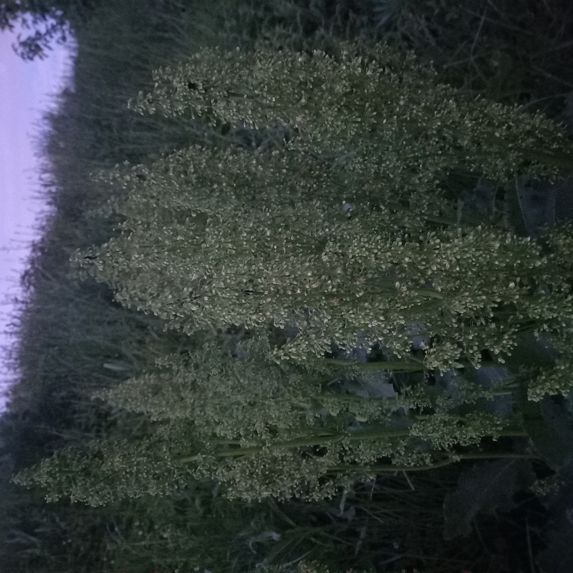 The image shows a cluster of flowering plants in an outdoor environment. The plants have numerous small, light-colored flowers arranged in dense clusters on green stems. In the background, there are more plants, creating a dense, natural setting. The lighting is dim, possibly indicating twilight or an overcast day. Given the absence of specific landmarks or urban features, it's impossible to definitively confirm the location as Moscow, Russia, based solely on the image. More context would be needed to establish the geographical location.