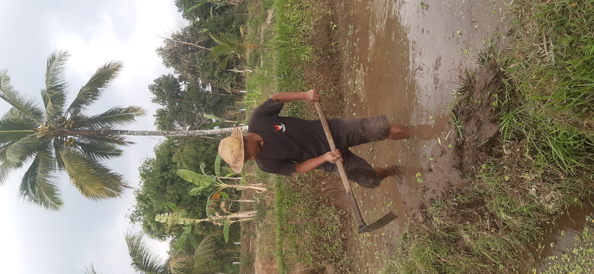 A man wearing a straw hat and a dark t-shirt stands in muddy water, wielding a hoe. He appears to be working in a rice paddy, as evidenced by the flooded field and surrounding vegetation, which includes banana trees and a tall palm tree. The man's legs are submerged in the water, and the hoe is positioned as if he is about to dig into the mud. The background shows a lush, green landscape with more trees and a cloudy sky. The scene is set in Sepakek, Indonesia.