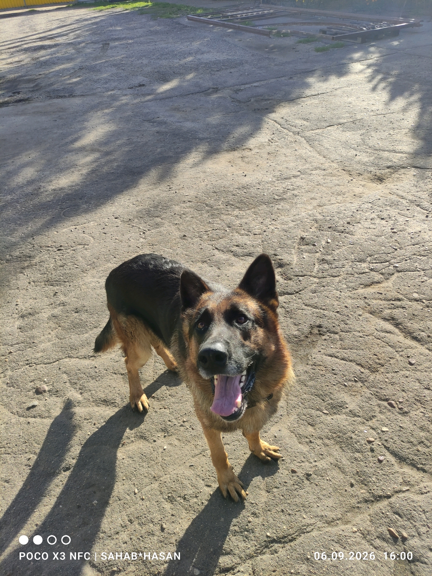 A German Shepherd dog stands on a cracked asphalt surface. The dog has black and tan fur, and its mouth is open with its tongue visible. Shadows of trees are cast across the ground. In the background, there are some metal structures and a yellow fence. The scene is set outdoors during the daytime. The bottom left corner of the image shows the text "POCO X3 NFC | SAHAB*HASAN" and the bottom right corner displays "06.09.2026 16:00".