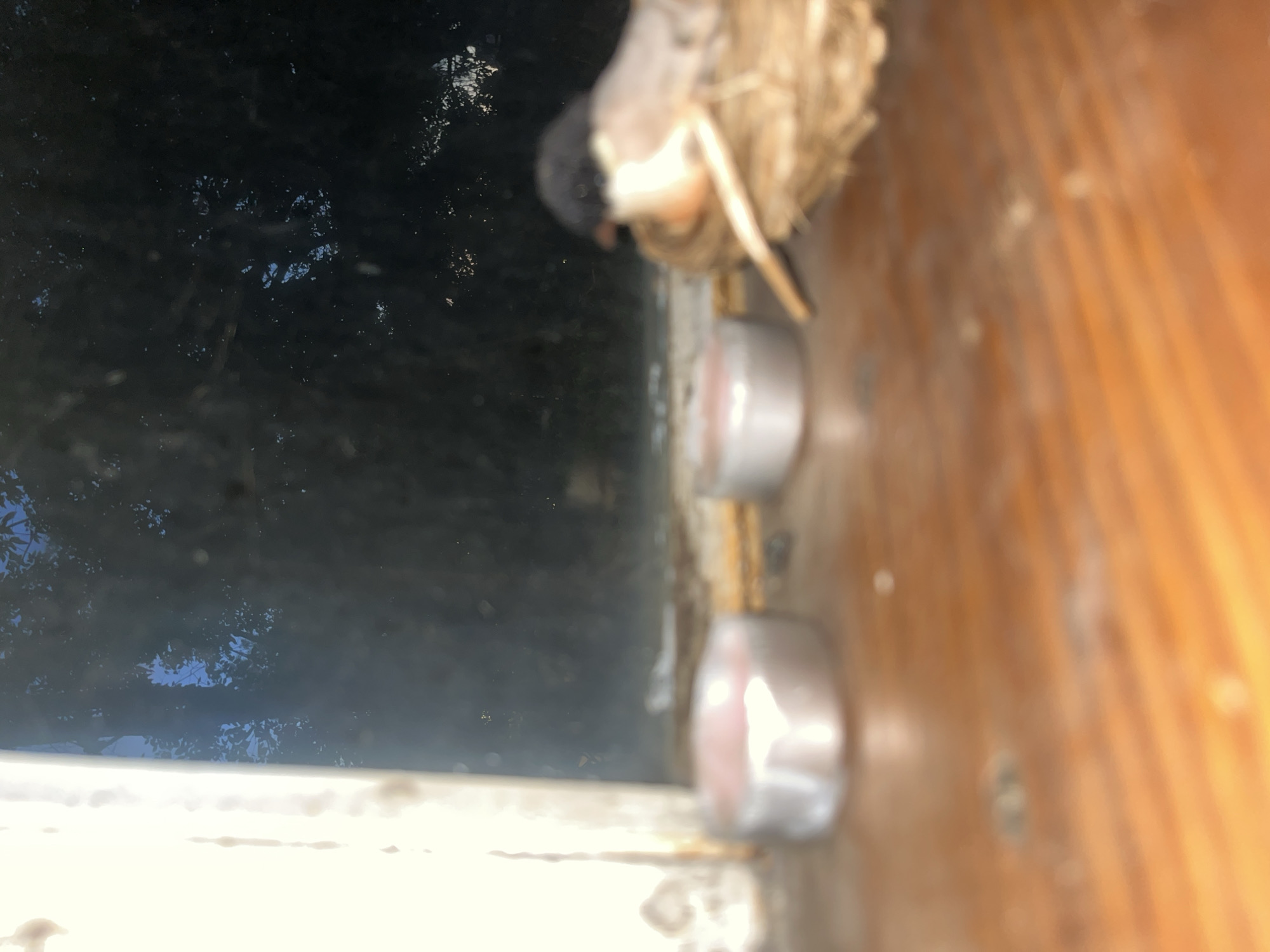 A bird sits on a nest on a wooden windowsill. The nest is made of straw-like material. In front of the nest are two small, round, silver containers with pink contents. The background is a window showing dark foliage and some sky. The image is taken from a low angle, with the foreground in soft focus.