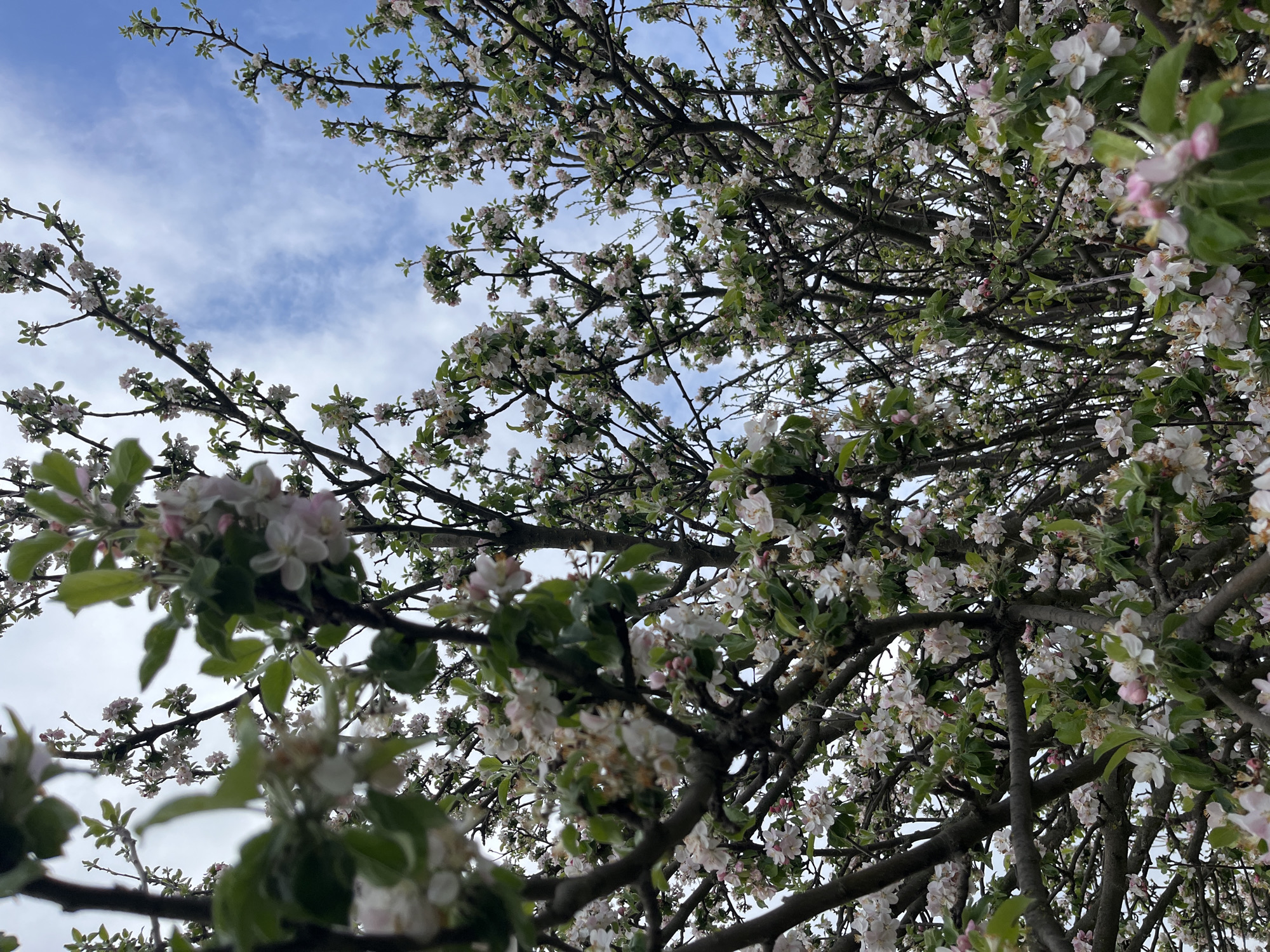 The image shows a view looking up into the branches of a tree filled with white and pink blossoms. The sky is visible in patches between the branches and is blue with some white clouds. The tree branches are dark in color and appear gnarled. The location is not possible to determine from the image. There are no people or other identifiable subjects or objects. The action is not possible to determine.