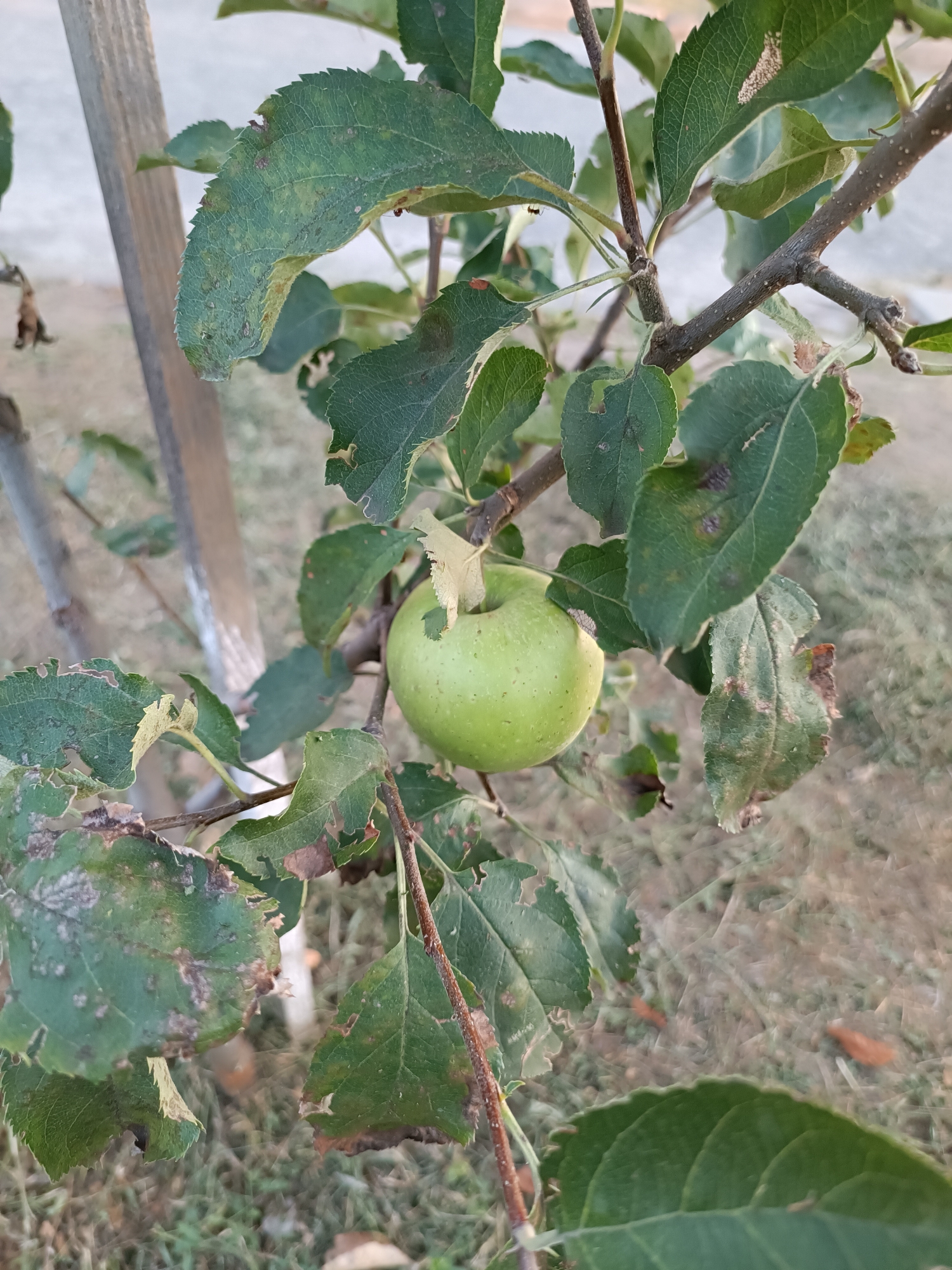 A close-up, eye-level shot captures a single green apple hanging from a tree branch, surrounded by foliage. The apple is roughly the size of a fist and is partially obscured by leaves. The leaves themselves exhibit signs of damage, with some edges appearing torn or browned, and a few have irregular spots. The branches are thin and brown, with a pale wooden stake visible in the background, leaning diagonally from the bottom left to the top left of the frame. The ground beneath the tree is covered with dry grass and fallen leaves, suggesting an outdoor setting, possibly a garden or orchard. The lighting is natural, casting soft shadows and highlighting the textures of the leaves and apple. The overall impression is one of a fruit tree in a natural, unmanicured environment.