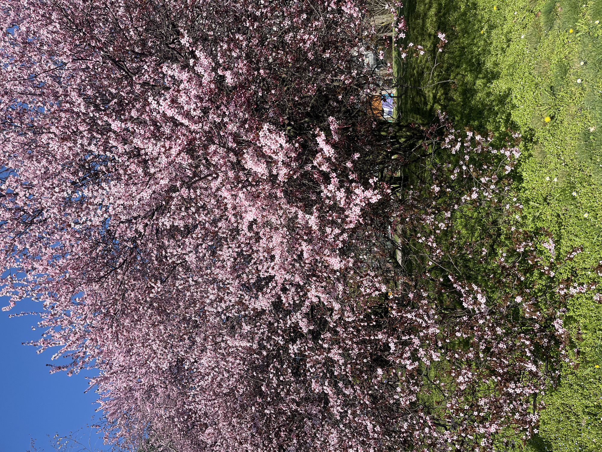 The image shows a tree in full bloom with pink flowers against a bright blue sky on the left and green foliage on the right. The tree has dark branches and a profusion of blossoms, suggesting it is springtime. The right side of the image features varying shades of green, likely grass and other plant life, some with dandelions. The scene likely takes place in a park or urban area. However, without additional context, it is not possible to confirm that the location is Sofia, Bulgaria.