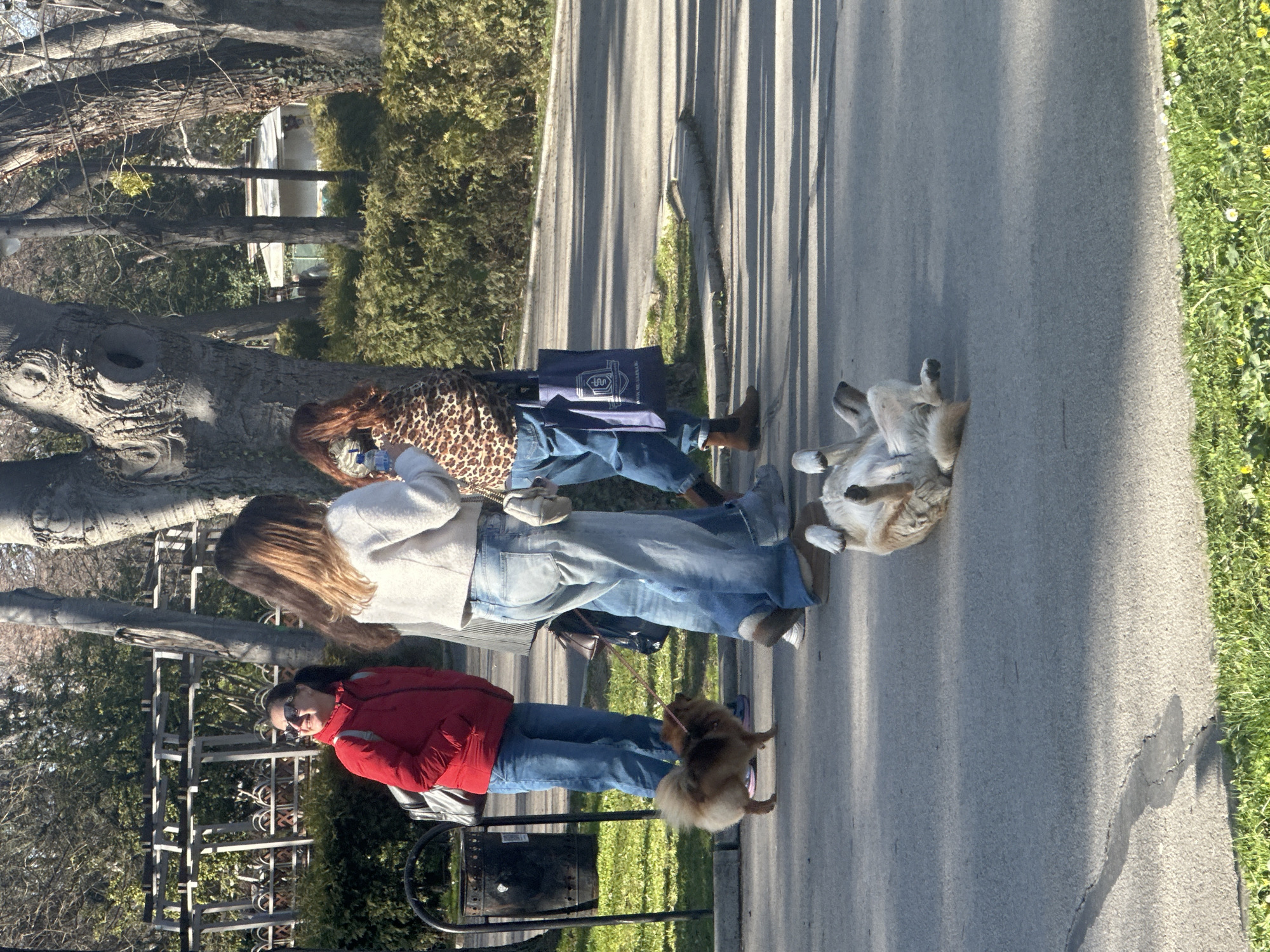 The image depicts an outdoor scene on an asphalt pathway within the Sea Garden (Morska Gradina) in Varna, Bulgaria, under bright sunlight, evidenced by distinct shadows. Three adult females and two dogs are present.
On the left, a woman wearing a red puffer jacket, blue jeans, and sunglasses smiles while looking towards the right. She has dark hair styled in a ponytail and carries a grey backpack. A dark metal trash receptacle with a curved stand is partially visible behind her.
In the center, a woman with long brown hair, wearing a light-colored cropped sweater and wide-leg blue jeans, stands with her back partially to the viewer. She wears light-colored, moccasin-style slip-on shoes.
To the right of the central woman, a third woman, also seen from behind, wears a leopard-print top, blue jeans, and brown boots. She carries a dark blue fabric tote bag with a white emblem on her left side.
A small, light brown Pomeranian-type dog on a pink leash stands on the asphalt pathway near the woman in red. In the immediate foreground, a larger, light-colored dog (tan and white) lies completely on its back on the asphalt, with all four legs extended upwards.
The environment includes several large trees with bare branches scattered throughout, dense green bushes bordering the pathway, and patches of green grass with small yellow and white flowers along the pathway edges. In the background, a white ornate metal fence and a large metal pergola structure are visible through the trees and bushes, along with a small, distant white building.
