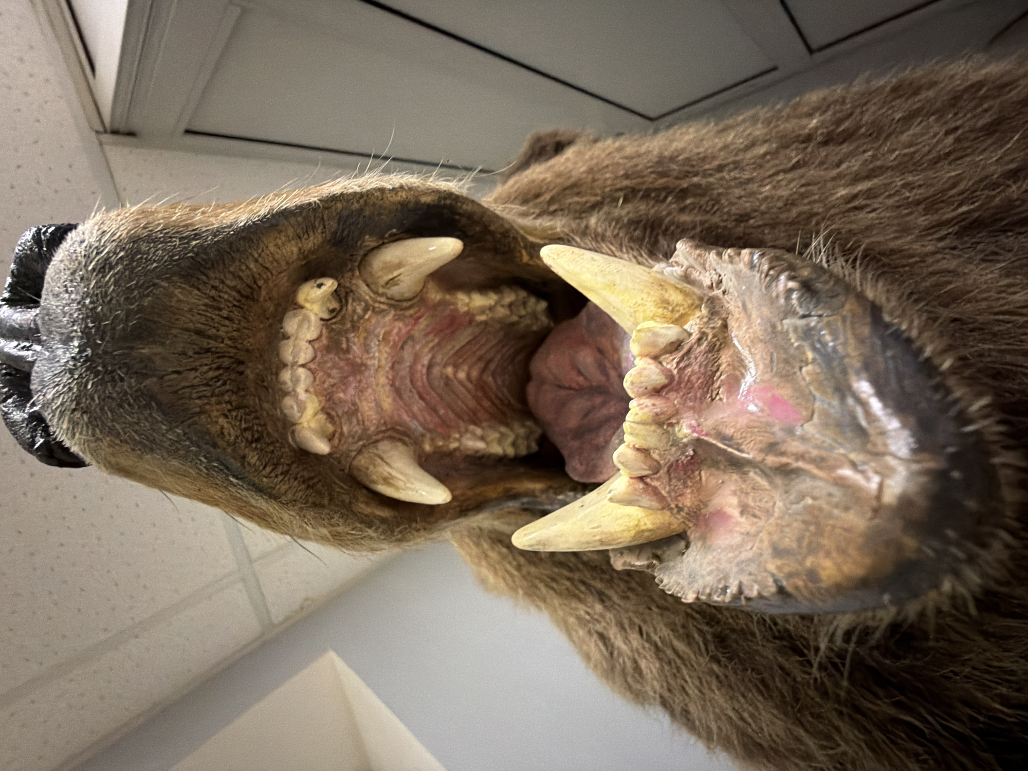 The image depicts a taxidermied bear head, with its mouth wide open revealing its teeth and tongue. The bear is brown, and its teeth are yellowed. The taxidermy appears to be somewhat worn. The background shows a white, tiled ceiling and a white wall. The location in the city of Chaikovsky, Russia is not discernible from this image alone.