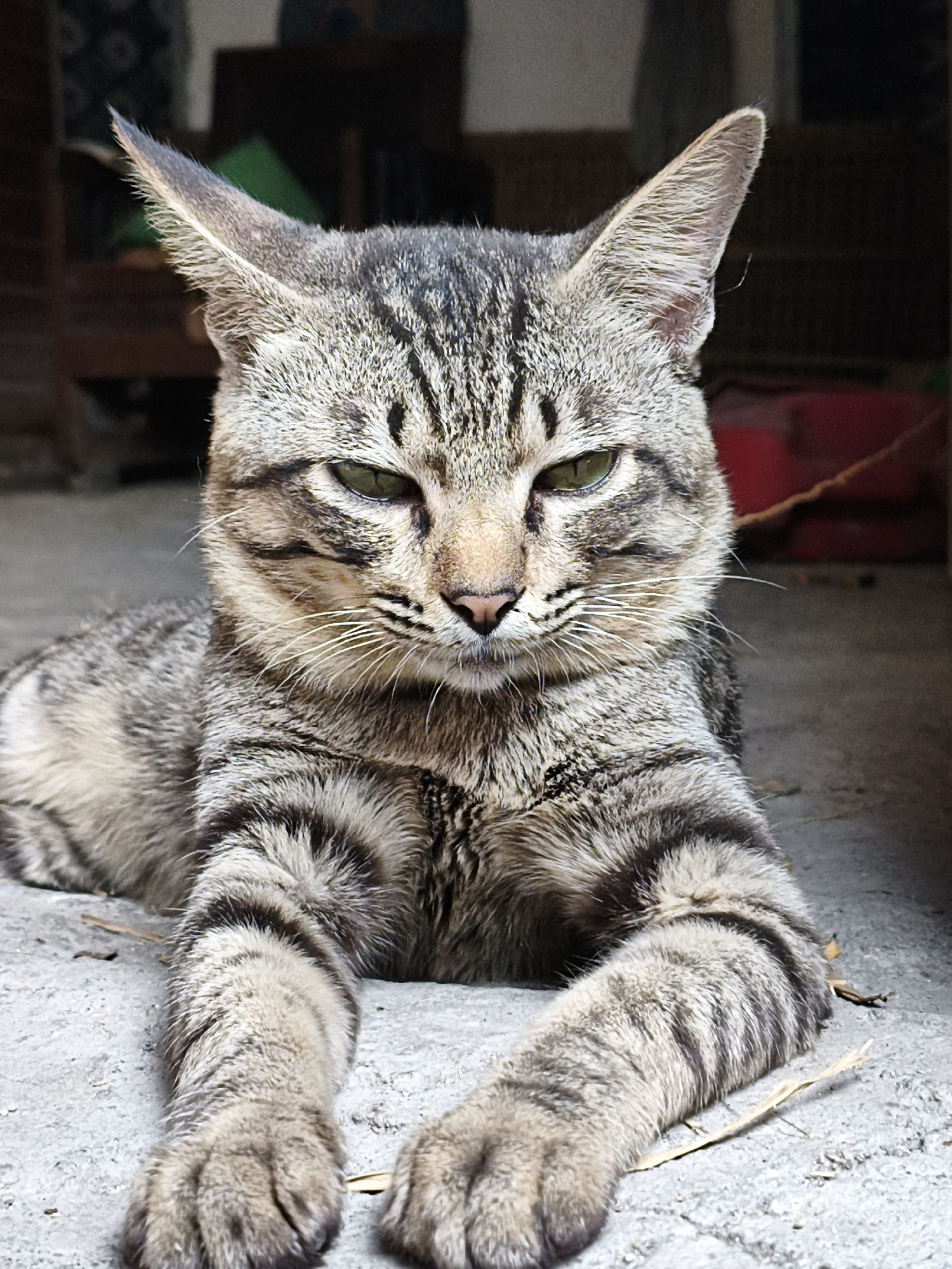 An adult tabby cat with green eyes is lying down on a concrete surface. The cat is facing the camera and appears to be in a relaxed or slightly annoyed posture. Its fur is a mix of grey, brown, and black stripes. The background is blurred and shows hints of a dark interior space with some red objects. There are a few dry leaves scattered on the ground around the cat. The lighting suggests an outdoor or semi-outdoor environment. This image was taken in the city of Rengel, Indonesia.