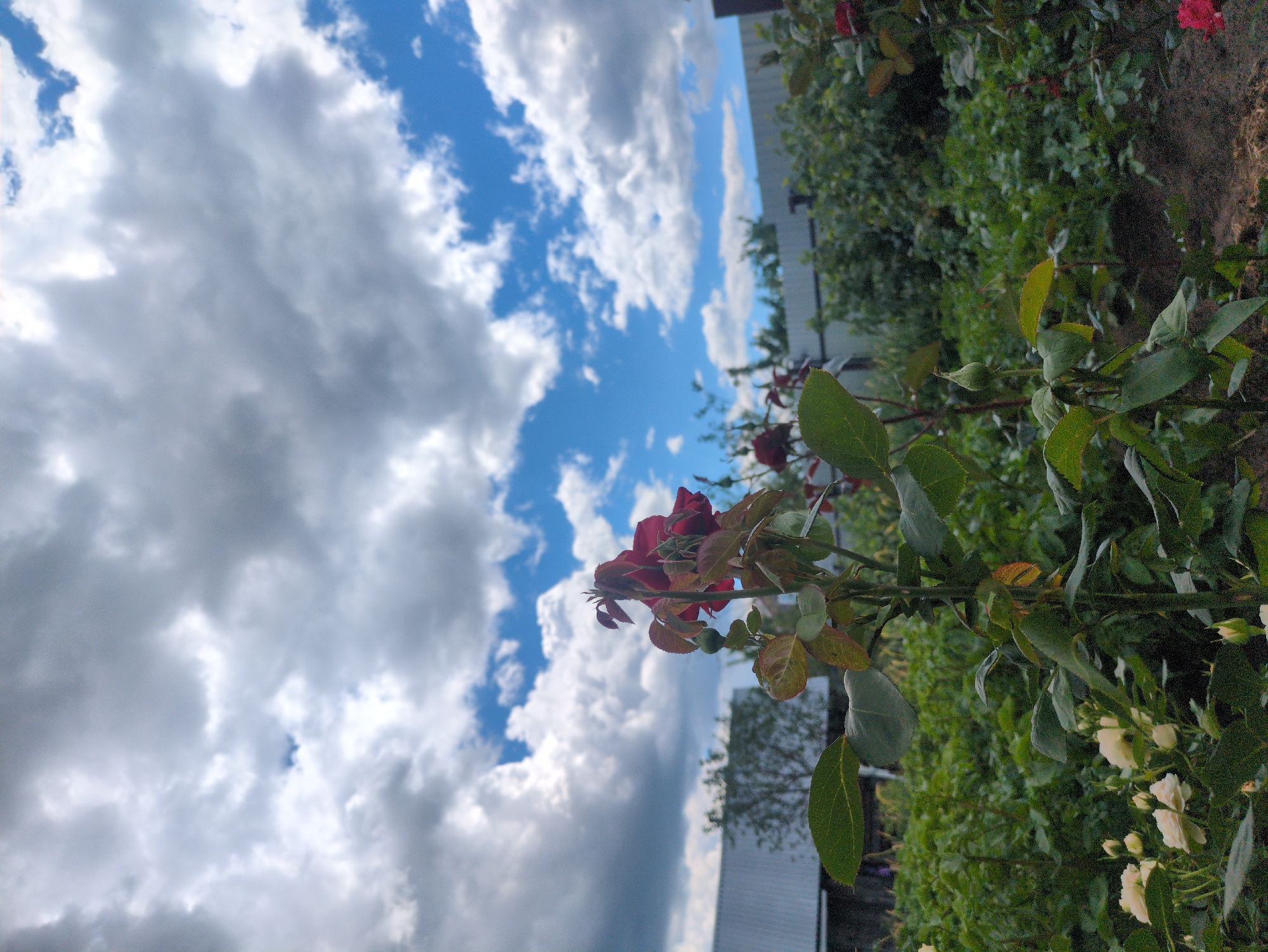 A low-angle, outdoor, daytime photograph captures a rose bush in the foreground, with a backdrop of greenery, fencing, and a cloudy sky. The rose bush has dark red blossoms and buds, along with green and reddish-tinged leaves. To the left of the rose bush, several small, pale yellow roses are visible. Behind the rose bush, an area of dense green vegetation is apparent, followed by a grey fence. Further in the background, a weathered metal roof of a building is visible on the left, and trees are scattered throughout. The sky is a mix of bright blue and large, white and grey clouds. This scene is located in Kulebaki, Russia.
