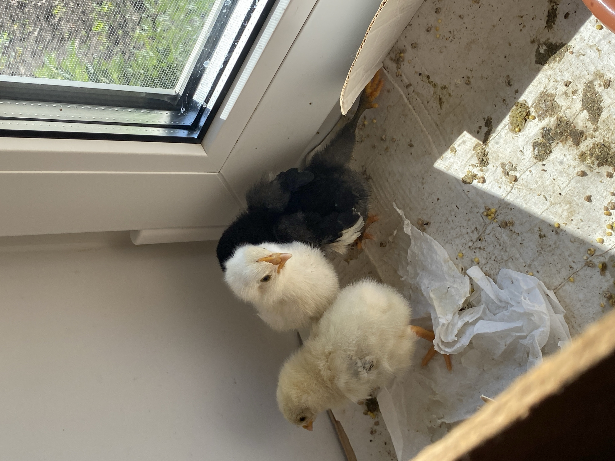 The image shows three chicks huddled together in what appears to be a cardboard box placed near a window. One chick is black, while the other two are yellow. The box contains crumpled white paper and some scattered seeds. The floor of the box is dirty with droppings. The window has a screen and is likely located in a residential setting.
The image contains no elements that would suggest that the scene is located in the city of Votkinsk, Russia.