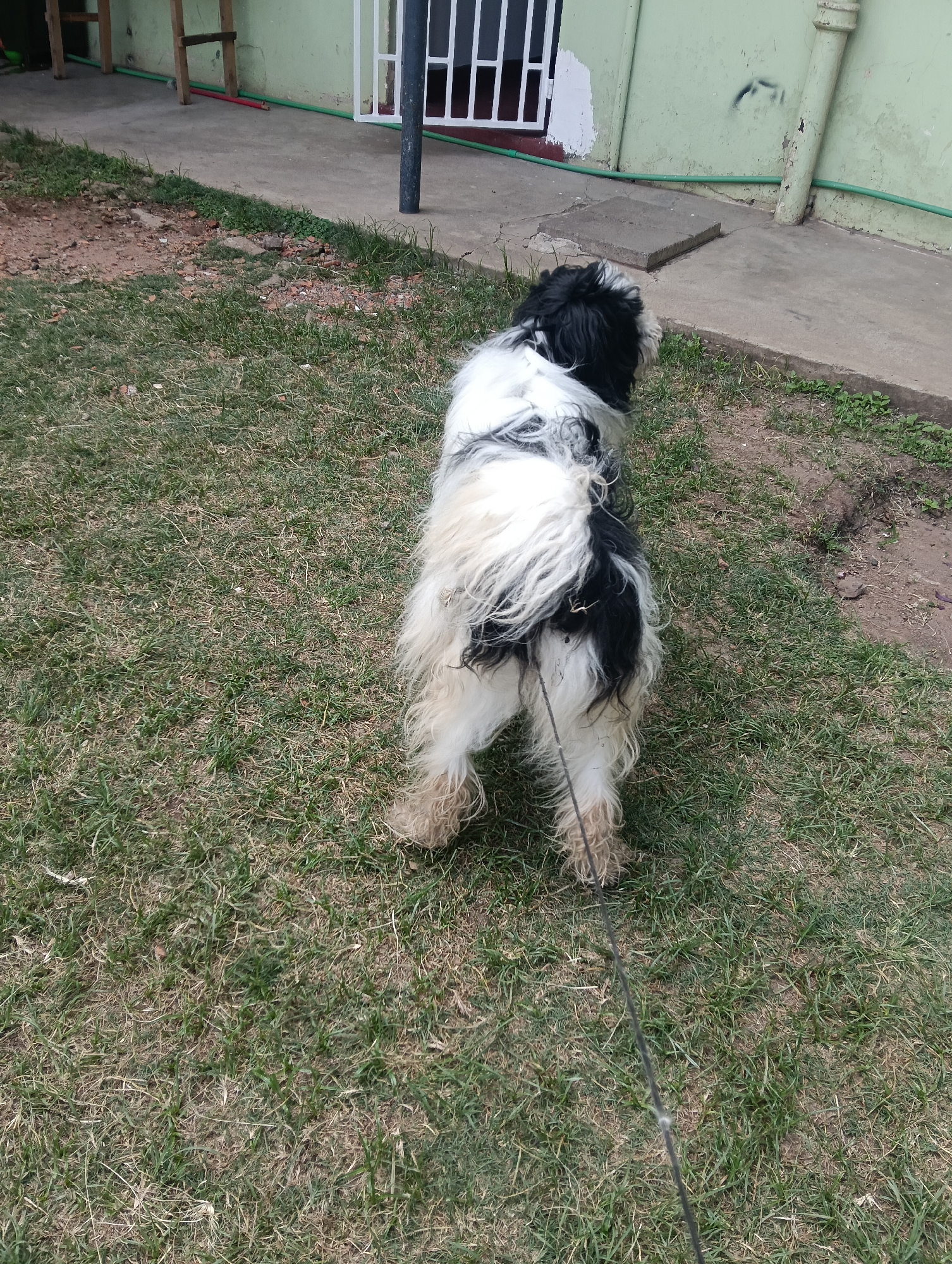 A medium-sized, black and white dog with long hair is standing on a grassy lawn. The dog is facing away from the camera and appears to be on a leash. The grass is a mix of green and brown, suggesting it may be dry in places. In the background, there's a building with light green painted walls. A white metal gate is partially visible. To the left, there's a wooden structure that looks like a rudimentary table or shelf. The location is Nairobi, Kenya.
