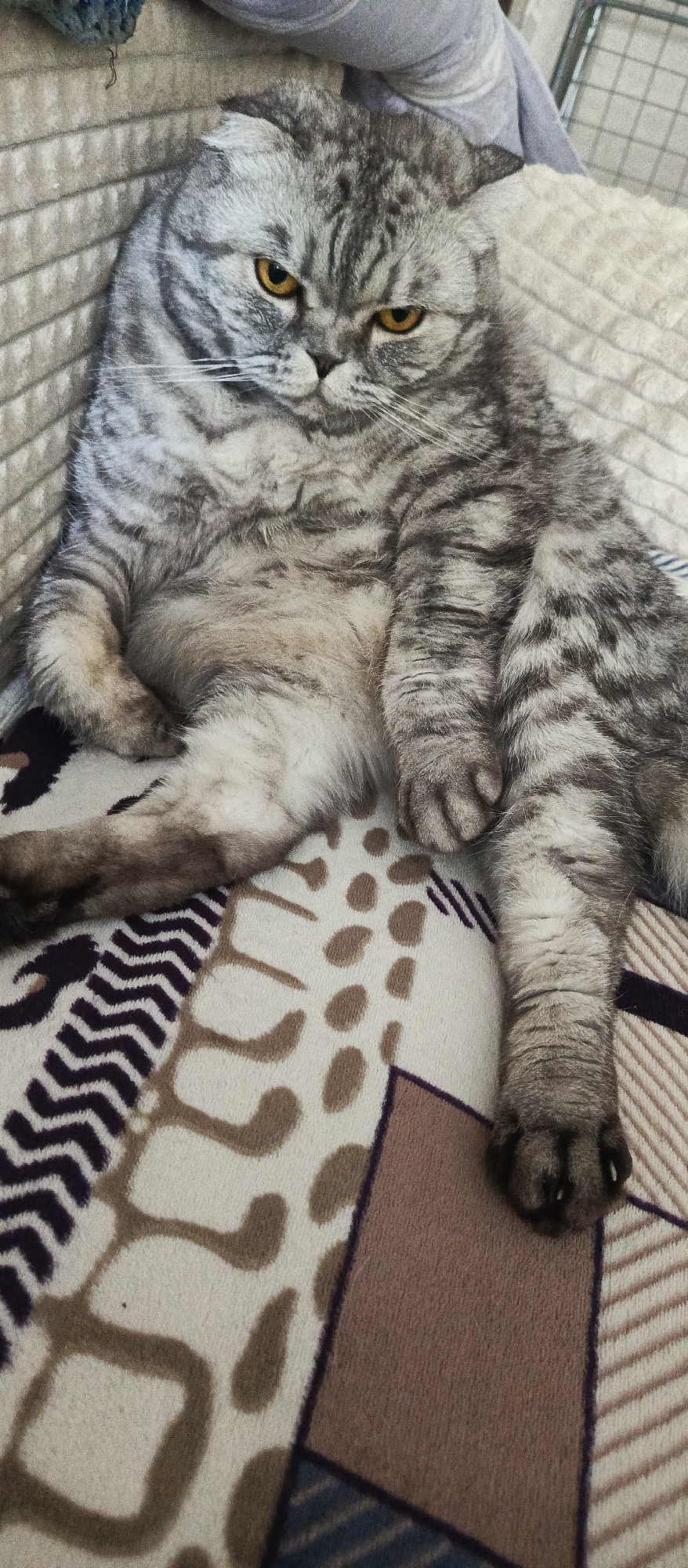A grey tabby Scottish Fold cat with yellow eyes is resting on a patterned blanket. The cat is lying on its side with its legs extended. The blanket has a cream background with abstract patterns in brown, purple, and dark blue. The cat's fur is short and dense, with distinct dark grey stripes. The cat's ears are folded down, a characteristic of the Scottish Fold breed. The environment appears to be indoors, with soft lighting. The image is a close-up shot, focusing on the cat and the blanket. No specific location in Belogorsk, Russia, can be determined from the image.