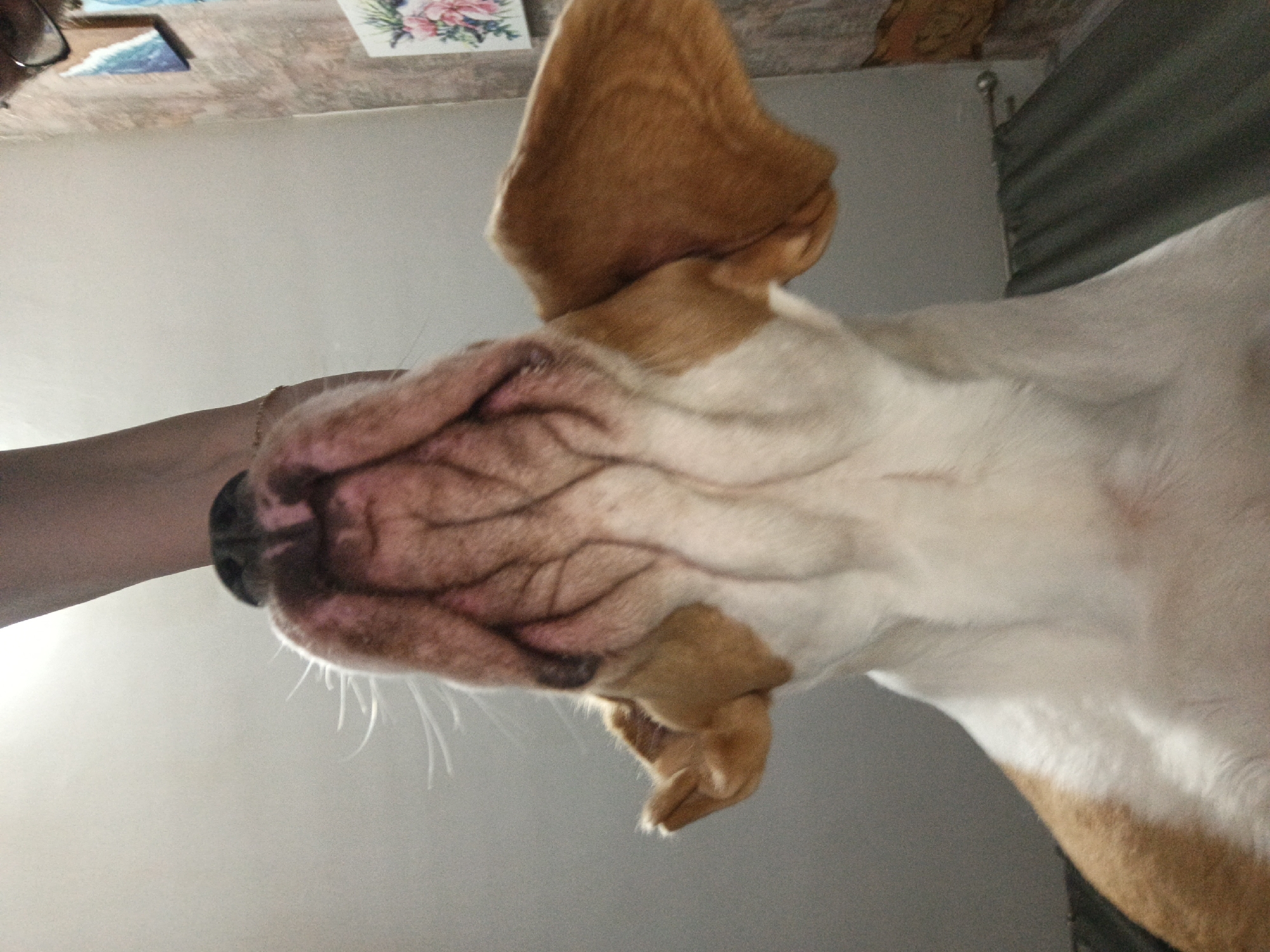 A close-up, low-angle shot shows an American Bulldog dog being petted by a human hand. The dog has a tan and white coat with a wrinkled face and large, erect ears. The dog's nose is black. The hand petting the dog has a light skin tone and is wearing a gold bracelet. The background is a light gray wall, and there is a curtain rod and curtain visible in the upper right corner. The location is Марковский, Russia.