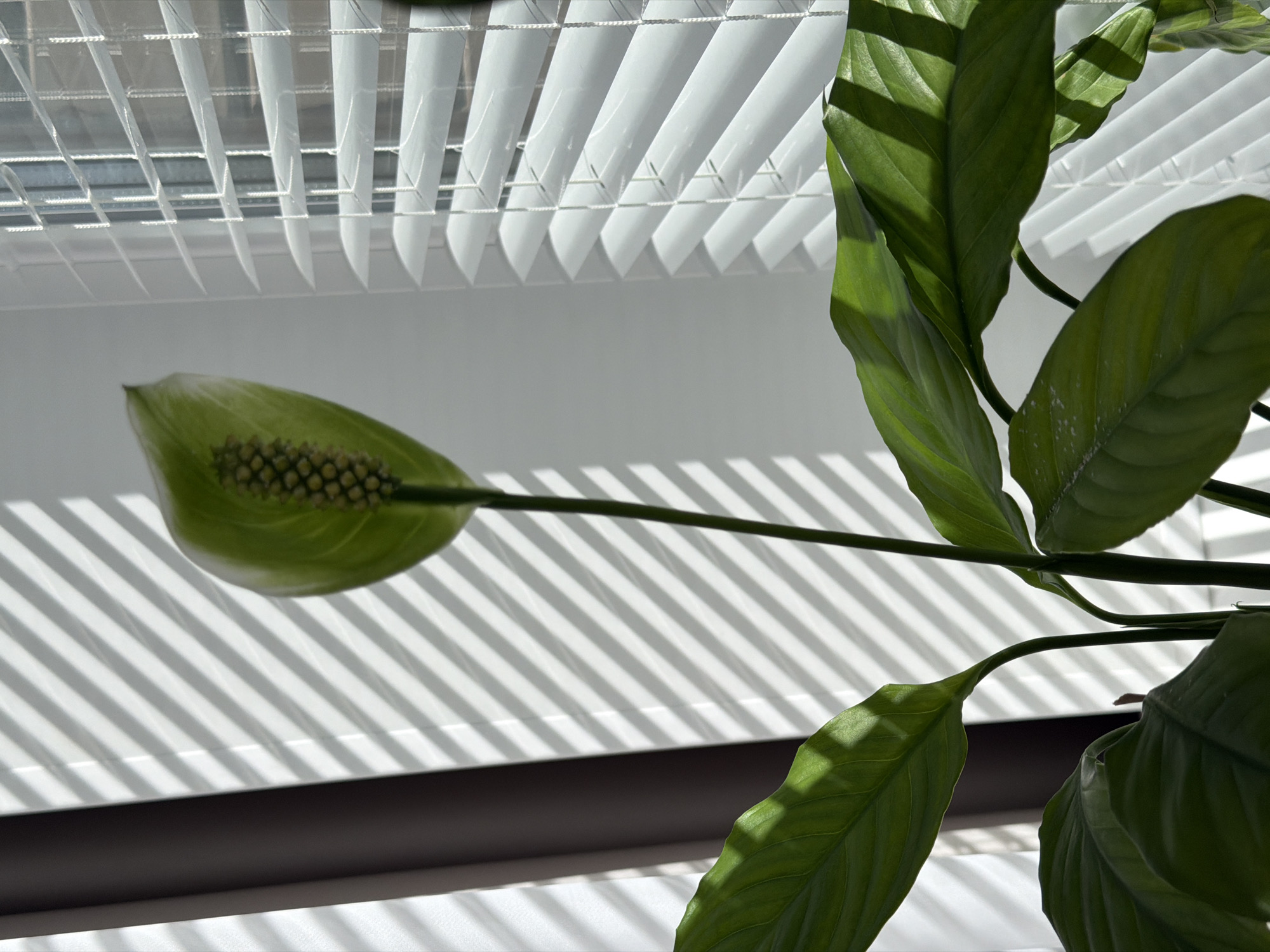 An upward-angled, close-up photograph captures a vibrant Peace Lily plant (Spathiphyllum) illuminated by bright sunlight. The central focus is a green spathe enveloping a textured spadix, extending on a long stem towards the left. Surrounding it are several large, dark green leaves, some exhibiting visible veins and faint light-colored markings.
The background features white horizontal window blinds, partially open, allowing strong natural light to penetrate. This light casts distinct, parallel diagonal shadows across a white surface directly below the blinds, likely a windowsill or wall. A darker, out-of-focus horizontal band occupies the very bottom of the frame. The sharp contrast between light and shadow on the white surface creates a geometric pattern that complements the organic shapes of the plant.
The strong, directional shadows suggest it is daytime, likely morning or late afternoon. The scene depicts a serene indoor setting, possibly a home or office. No people or visible text are present.