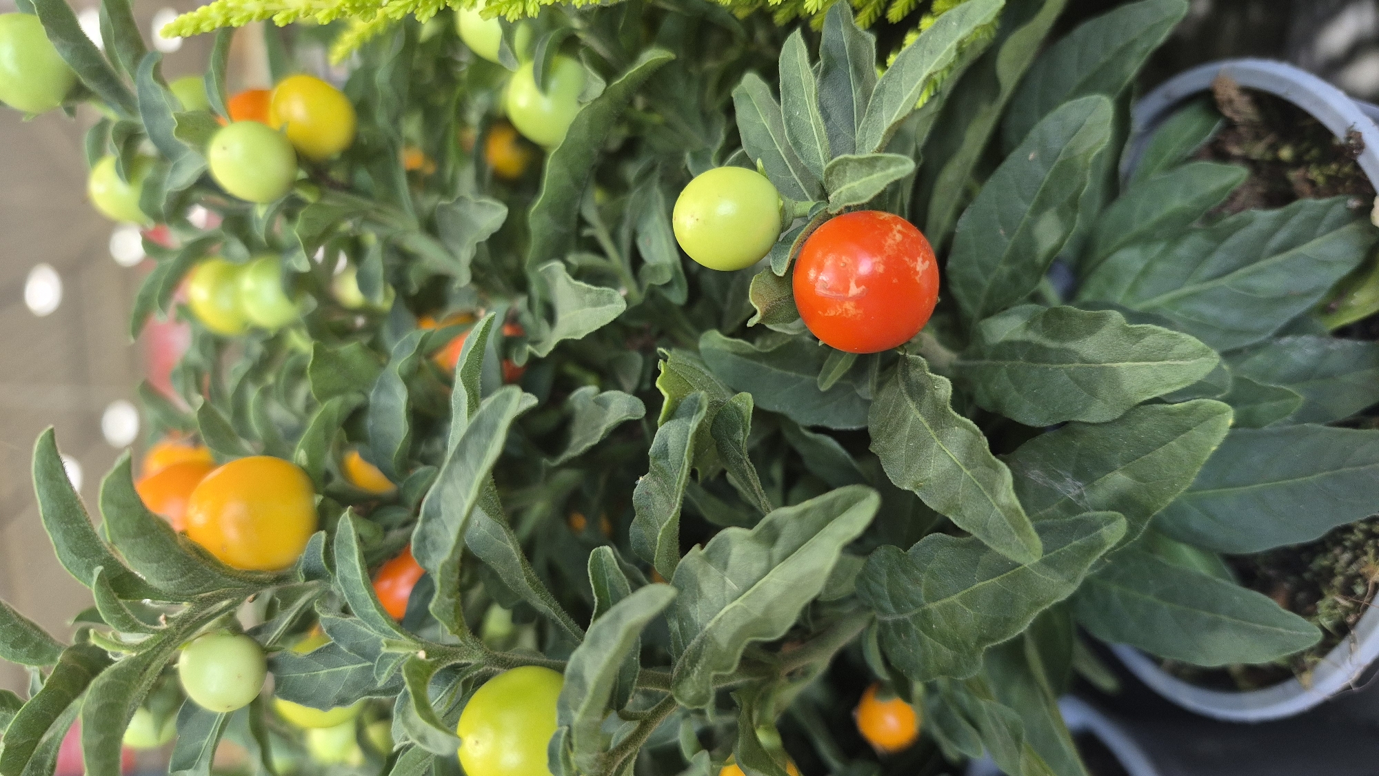 The image shows a close-up view of a plant with numerous small, round fruits of varying colors, including red, orange, yellow, and green. The plant has dark green, ovate leaves with a slightly fuzzy texture. The fruits appear to be berries or small tomatoes. The plant is in a gray pot, with some moss visible on the soil surface. The background is blurred, but appears to be an indoor setting with artificial lighting, possibly a store or greenhouse. There are no people or animals visible in the image. The location in Jēkabpils, Latvia is not discernable from the image itself.