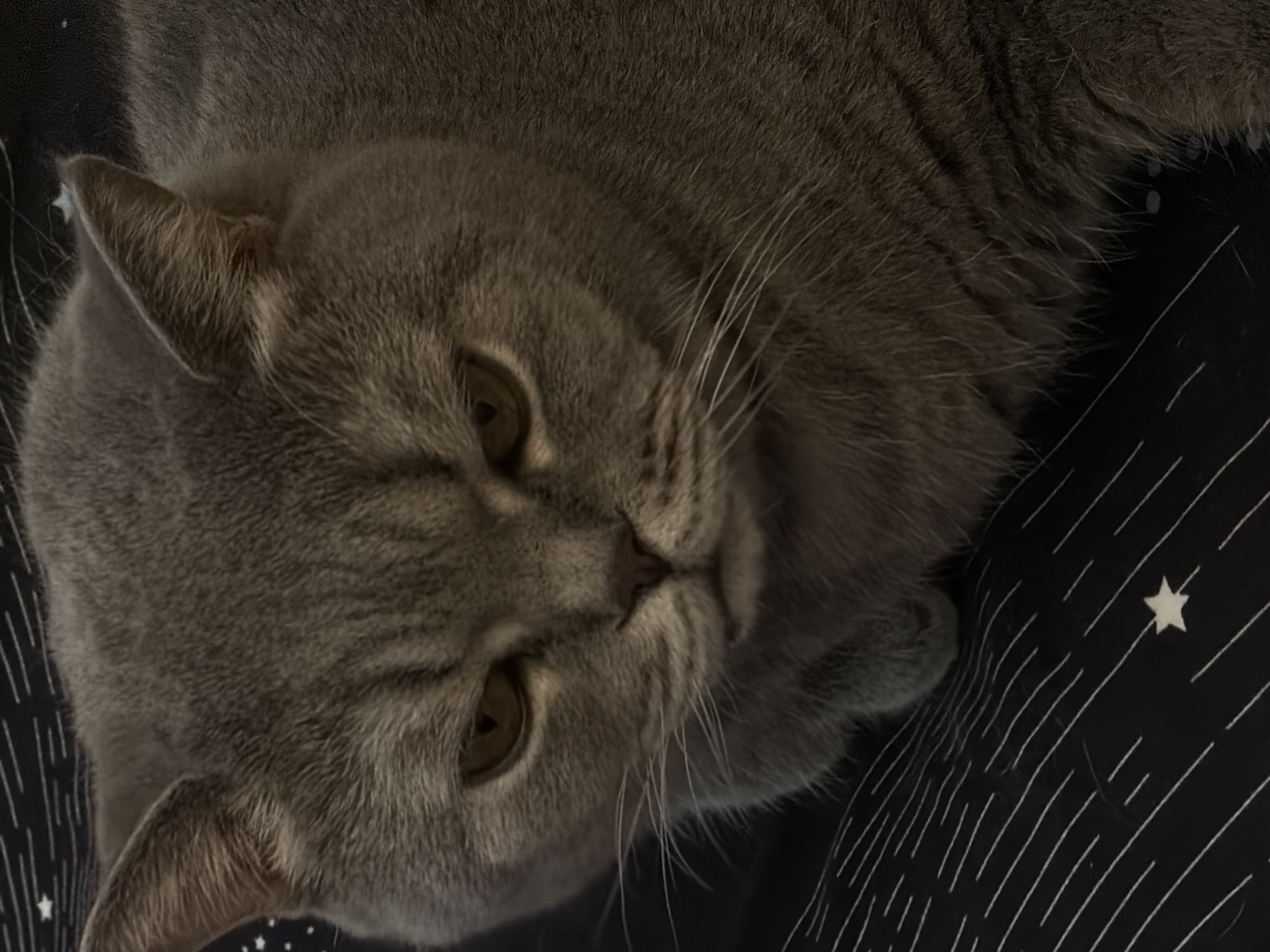 The image features a large, fluffy grey cat, likely a British Shorthair, resting indoors. The cat occupies the majority of the frame, lying on its side with its head turned towards the viewer. Its fur is a dense, solid blue-grey color, and its eyes are a warm amber or gold hue, appearing calm and observant. Long white whiskers protrude from its muzzle.
The cat is positioned against a dark fabric background, which appears to be bedding, such as a blanket or pillowcase. This fabric is black or a very dark navy blue and is adorned with a distinctive pattern of numerous thin, white lines resembling streaking stars, along with several larger, five-pointed white stars scattered across the surface. The lighting in the photograph is soft and somewhat dim, highlighting the texture of the cat's fur and giving the scene a cozy, tranquil atmosphere. No specific location cues or text are visible in the image.