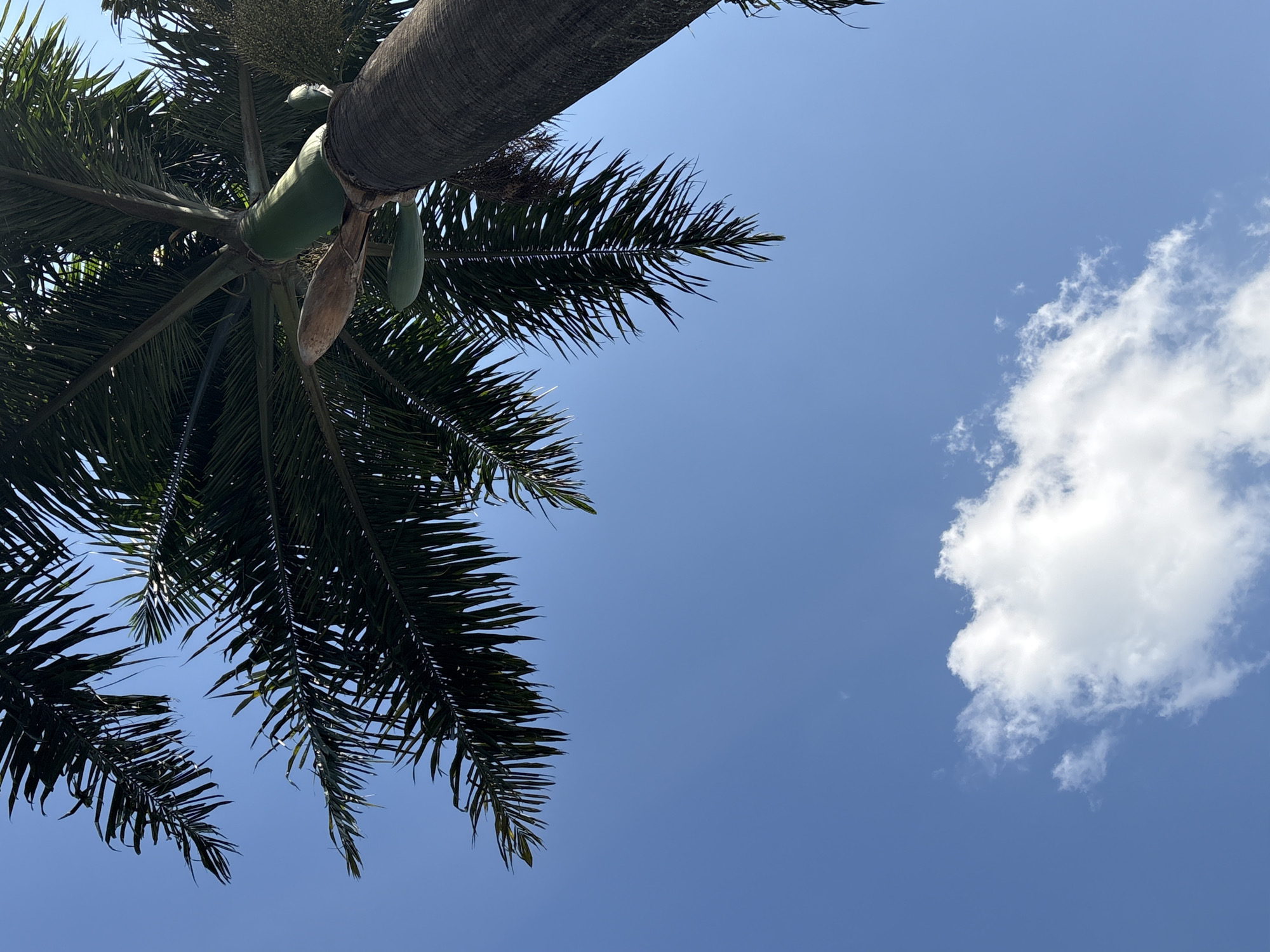 This is a low-angle, upward-facing shot of a palm tree against a bright blue sky. The trunk of the palm tree is visible in the upper left portion of the image, with its rough texture suggesting it is a mature tree. From the trunk, large, green fronds extend downwards and to the left, creating a dense canopy. Some lighter green, elongated fruits are visible hanging from the tree, near where the fronds begin. A dry, brown sheath hangs down from the tree as well.
To the right of the palm tree, the clear blue sky dominates the frame. A single, fluffy white cloud is present in the middle right of the image, appearing bright and illuminated by the sun, indicating it is daytime. The overall impression is one of a sunny day in a tropical or subtropical location. The upward perspective and clear sky suggest an open, outdoor setting. There are no people or text visible in the image. The context of São Paulo, Brazil, reinforces the likelihood of this being a scene within a park, garden, or residential area where palm trees are common.