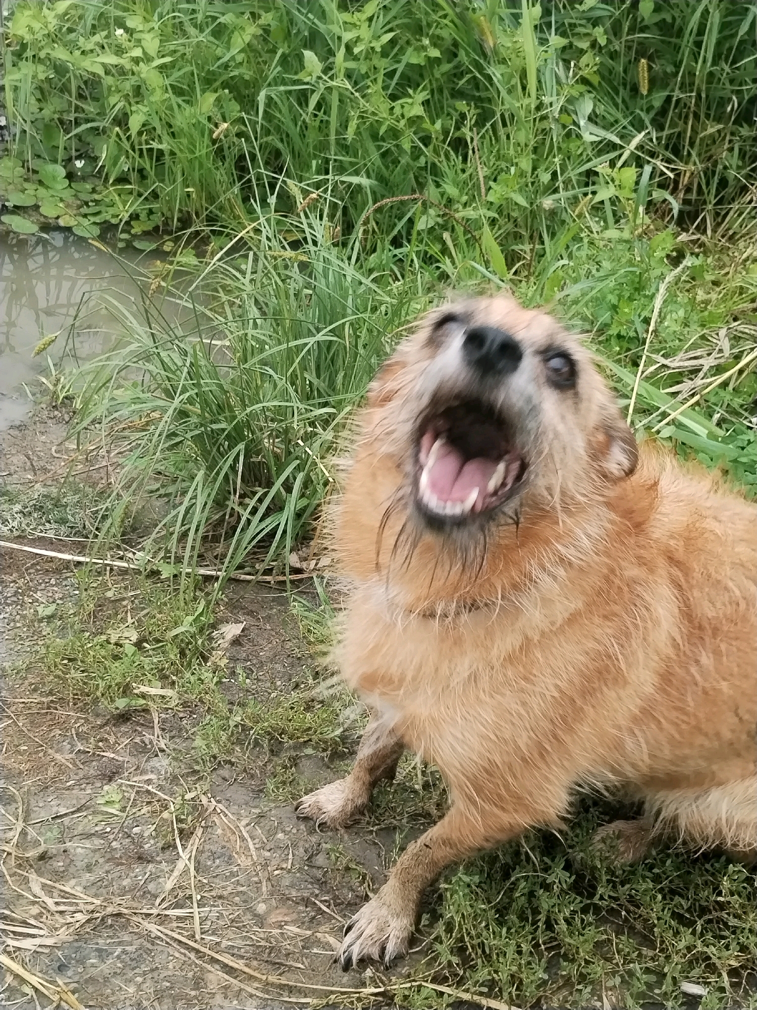 A medium-shot, high-angle, outdoor photograph shows a wet, scruffy, light brown dog with its mouth wide open and its tongue visible. The dog is sitting on a patch of dirt and sparse grass, with its body angled towards the left of the frame. Behind the dog, dense green reeds and grasses grow near the edge of a body of murky water, with a few small green lily pads visible in the water. The background is filled with lush green vegetation. The scene is likely in Ussurijsk, Russia, given the natural environment.